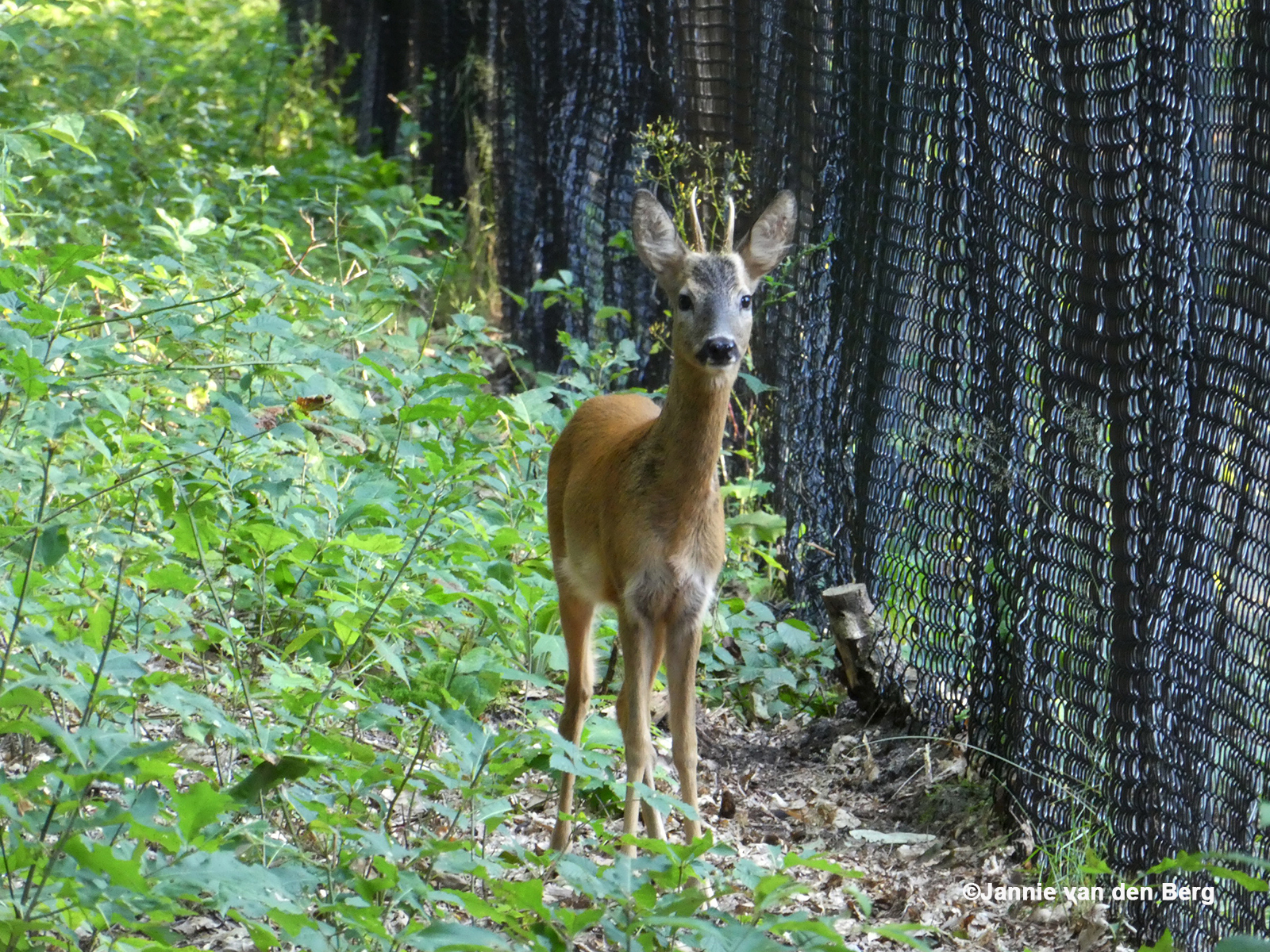 Onverschrokken keek hij naar de dames - Foto: ©Jannie van den Berg