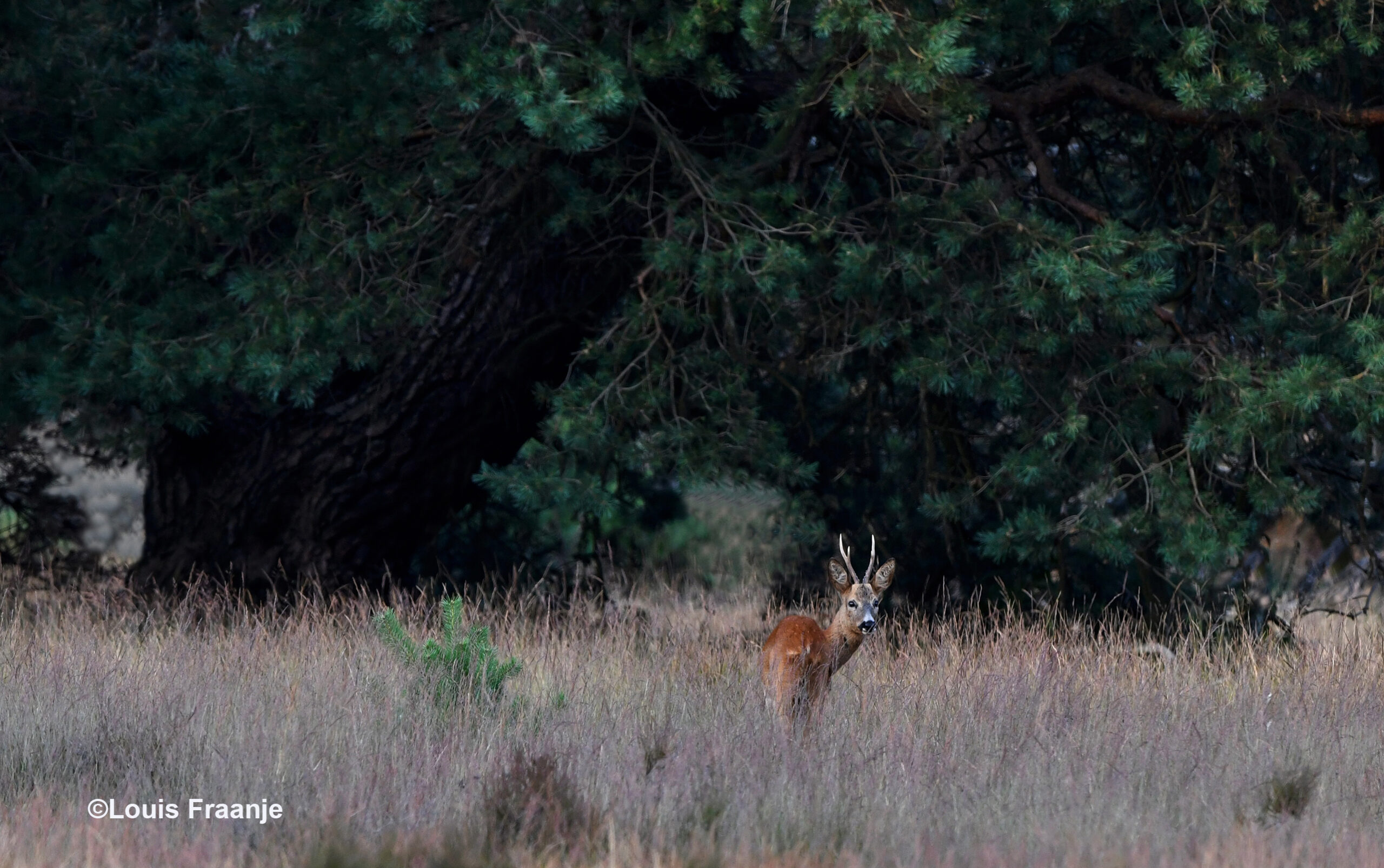 Bij een oude kromgegroeide dennenboom, stond een mooie zesender met hoge stangen - Foto: ©Louis Fraanje