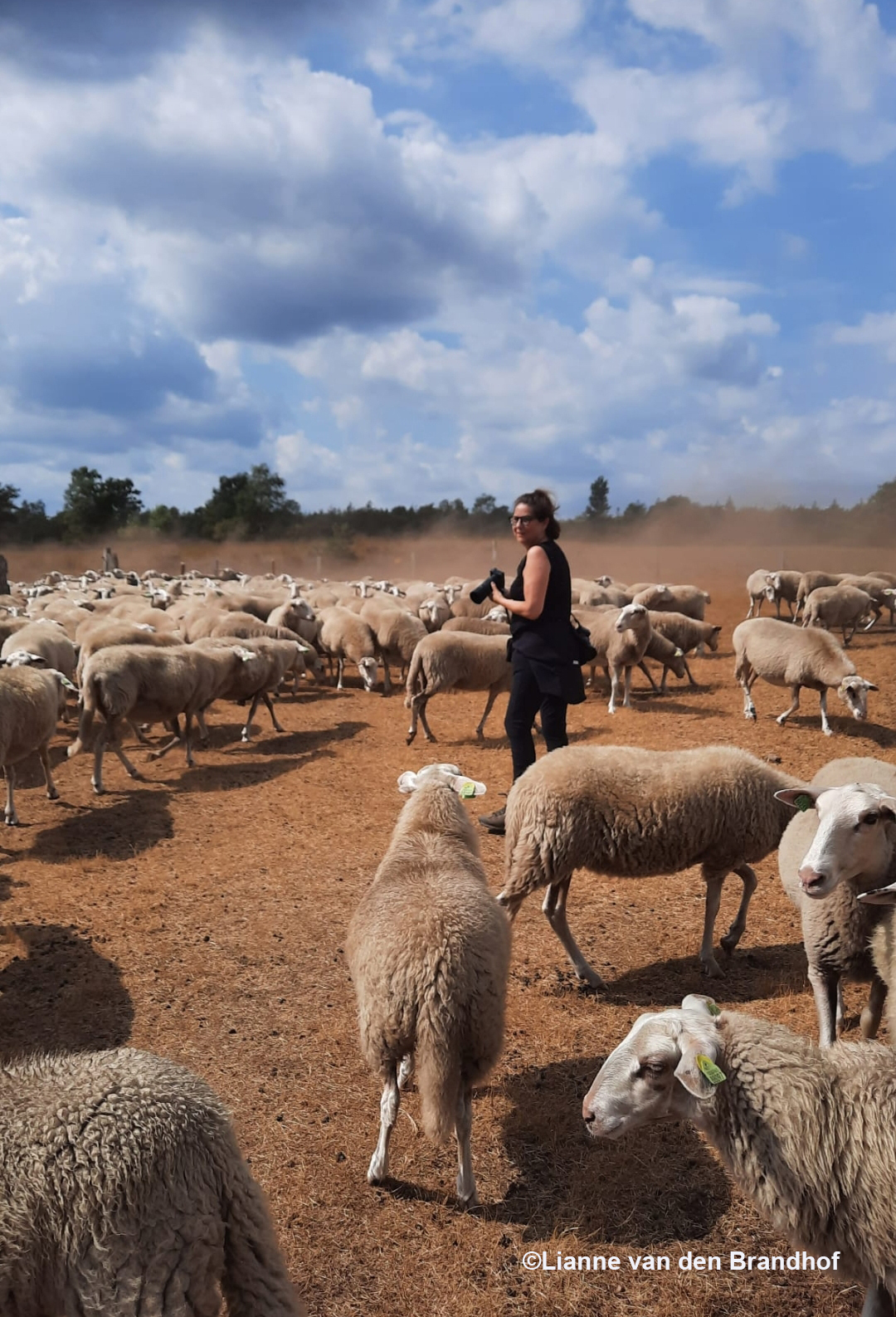 Fotograferen gewoon middenin de schaapskudde - Foto: ©Lianne van den Brandhof 