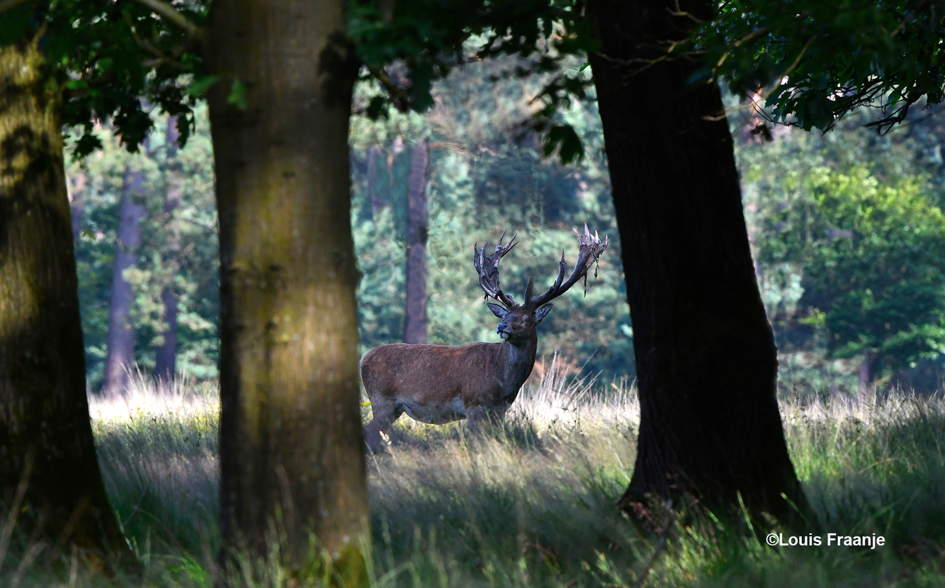 Zo stond hij even heel stoer tussen de bomen - Foto: ©Louis Fraanje