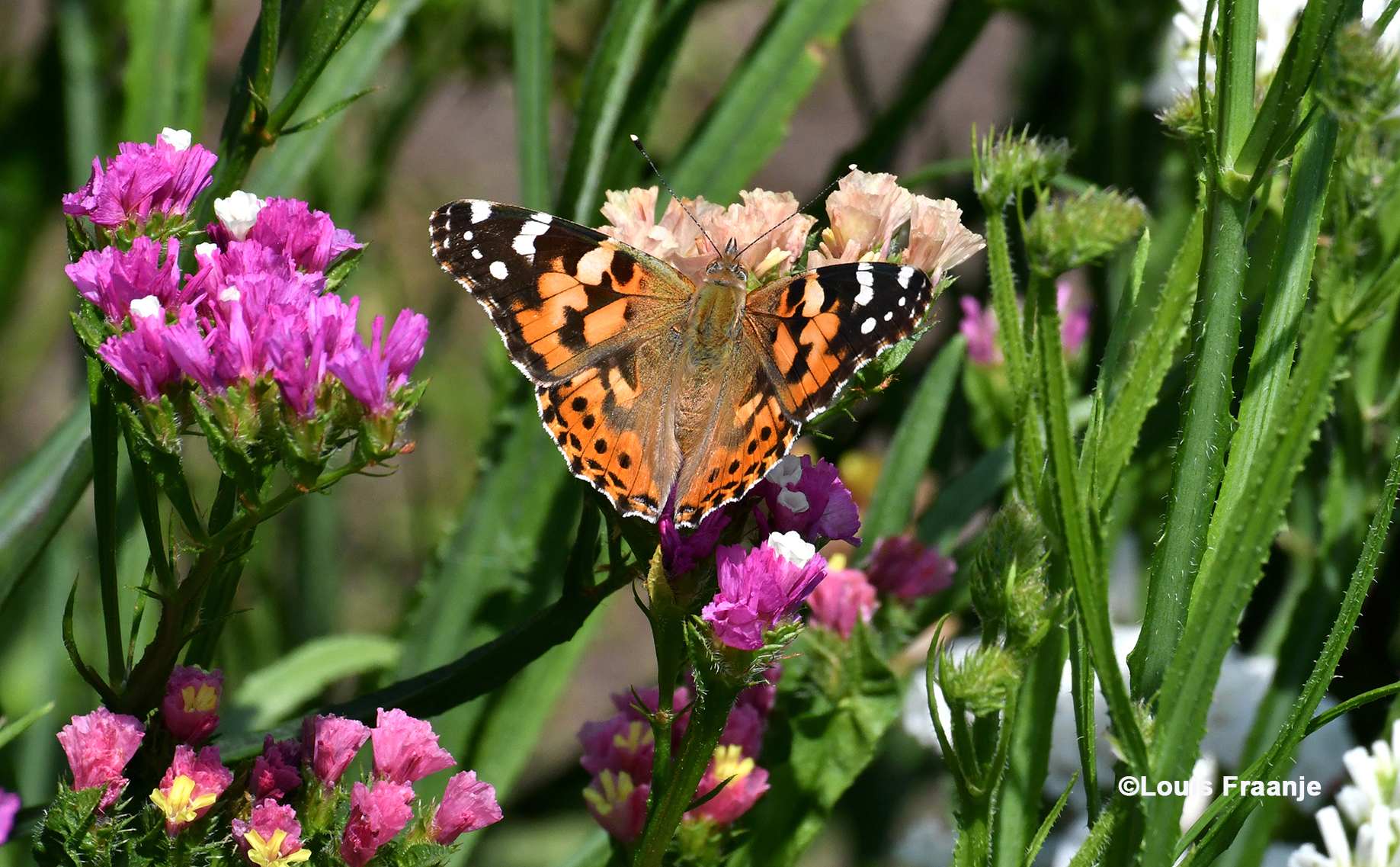 De distelvlinder is net neergestreken op een bloem - Foto: ©Louis Fraanje