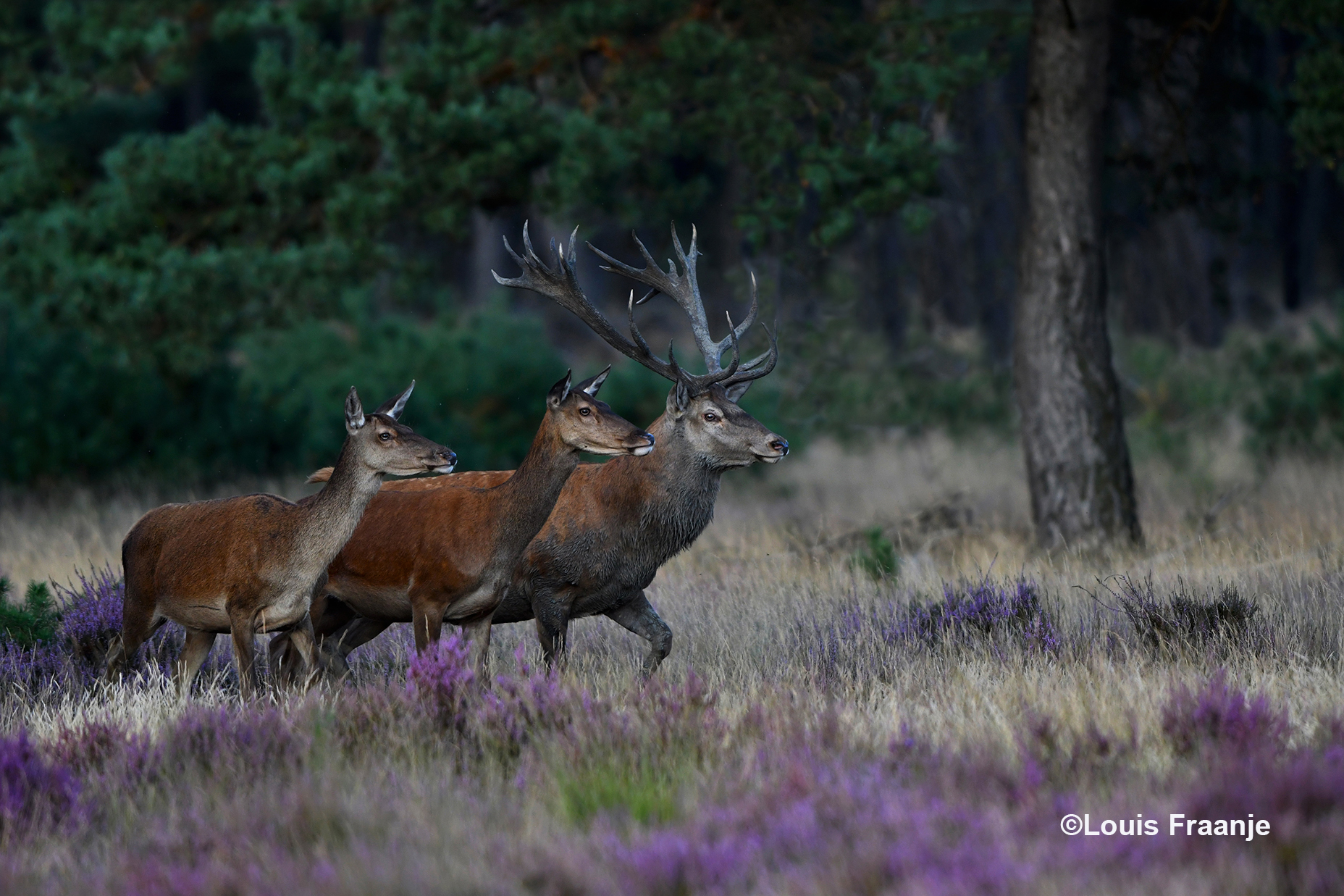 Zo kwam hij het veld op, samen met enkele hindes - Foto: ©Louis Fraanje