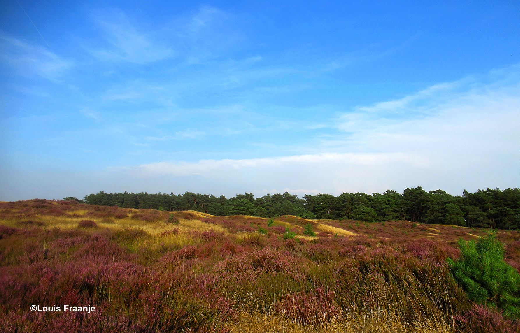 Paars bloeiende heidevelden op de Hoge Veluwe - Foto: ©Louis Fraanje