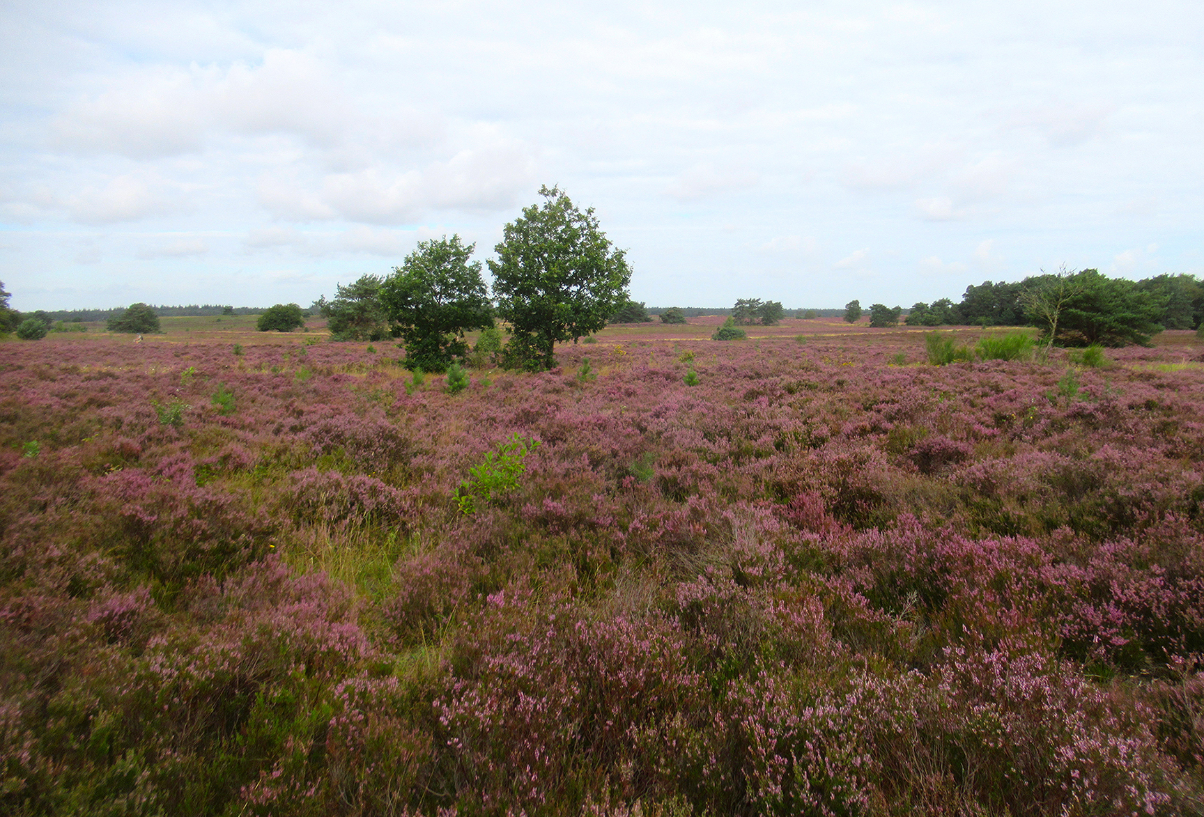 De uitgestrekte Veluwse heide staat in bloei - Foto: ©Louis Fraanje