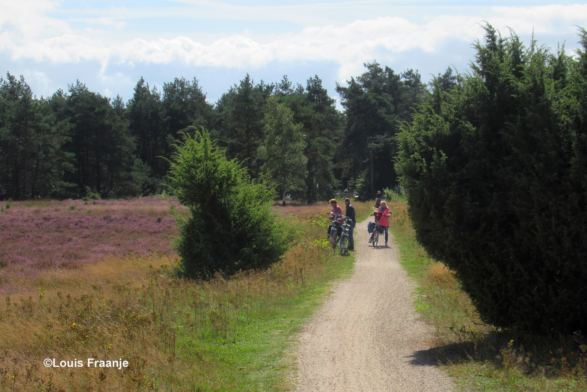 Aankomst tussen de jeneverbessen op de Stroese Heide - Foto: ©Louis Fraanje