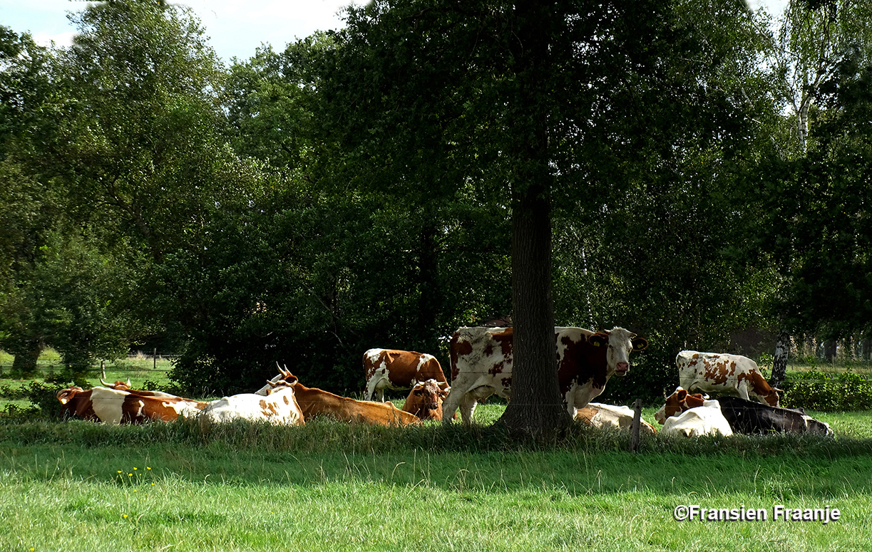 Koeien een schaduwrijk plekje onder de bomen aan de rand van het weiland - Foto: ©Fransien Fraanje