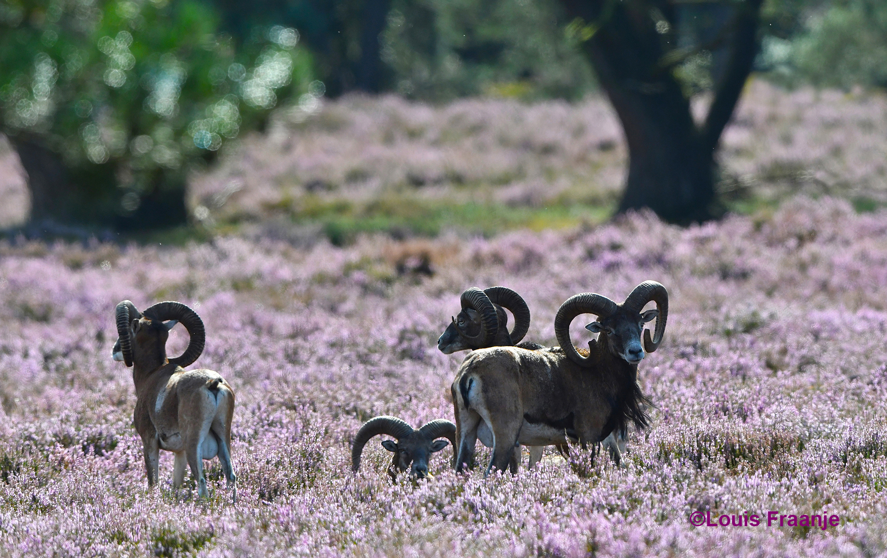 Enkele moeflonrammen in de bloeiende heide - Foto: ©Louis Fraanje