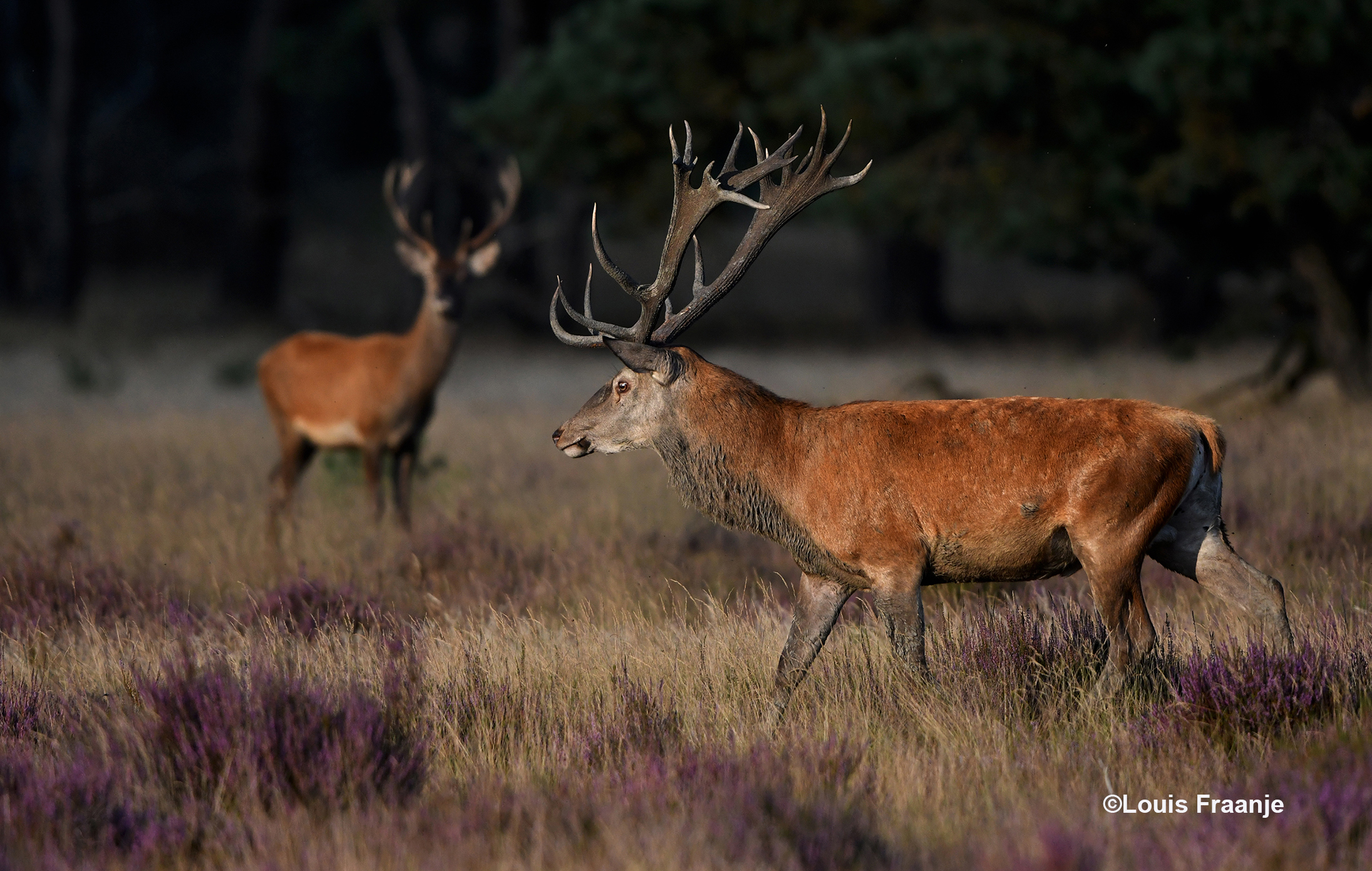 Och zo'n jong edelhert vormt geen bedreiging voor hem - Foto: ©Louis Fraanje