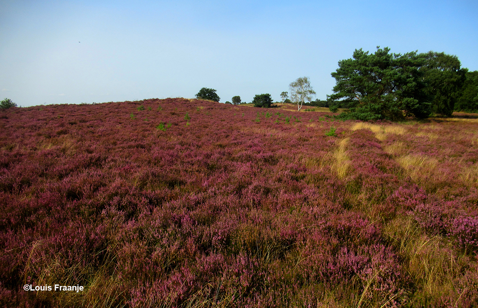 Of zomaar ineens de sporen van een oude zandweg ontdekken in de heide - Foto: ©Louis Fraanje