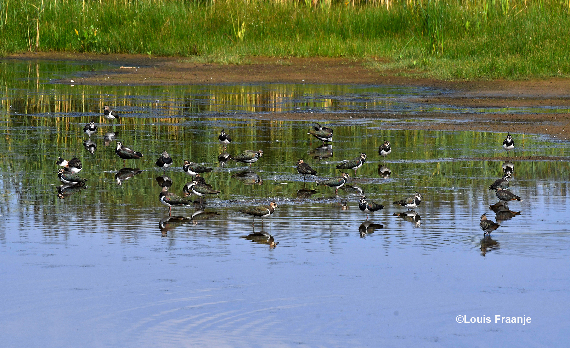 Bij een plas ergens in het Binnenveld zoeken de kieviten wat verkoeling - Foto: ©Louis Fraanje