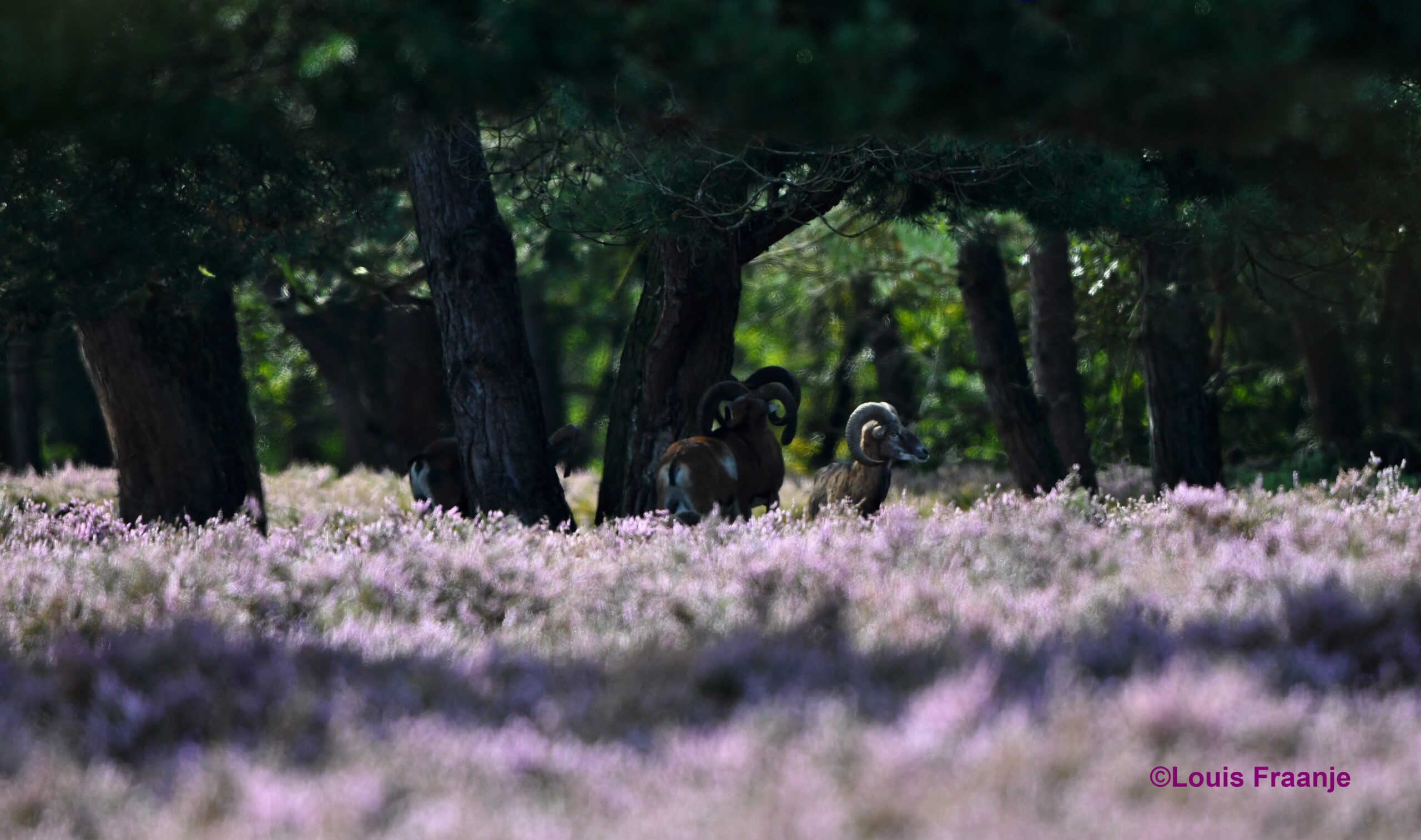 Deze rammen staan nog wat te treuzelen onder de bomen – Foto: ©Louis Fraanje