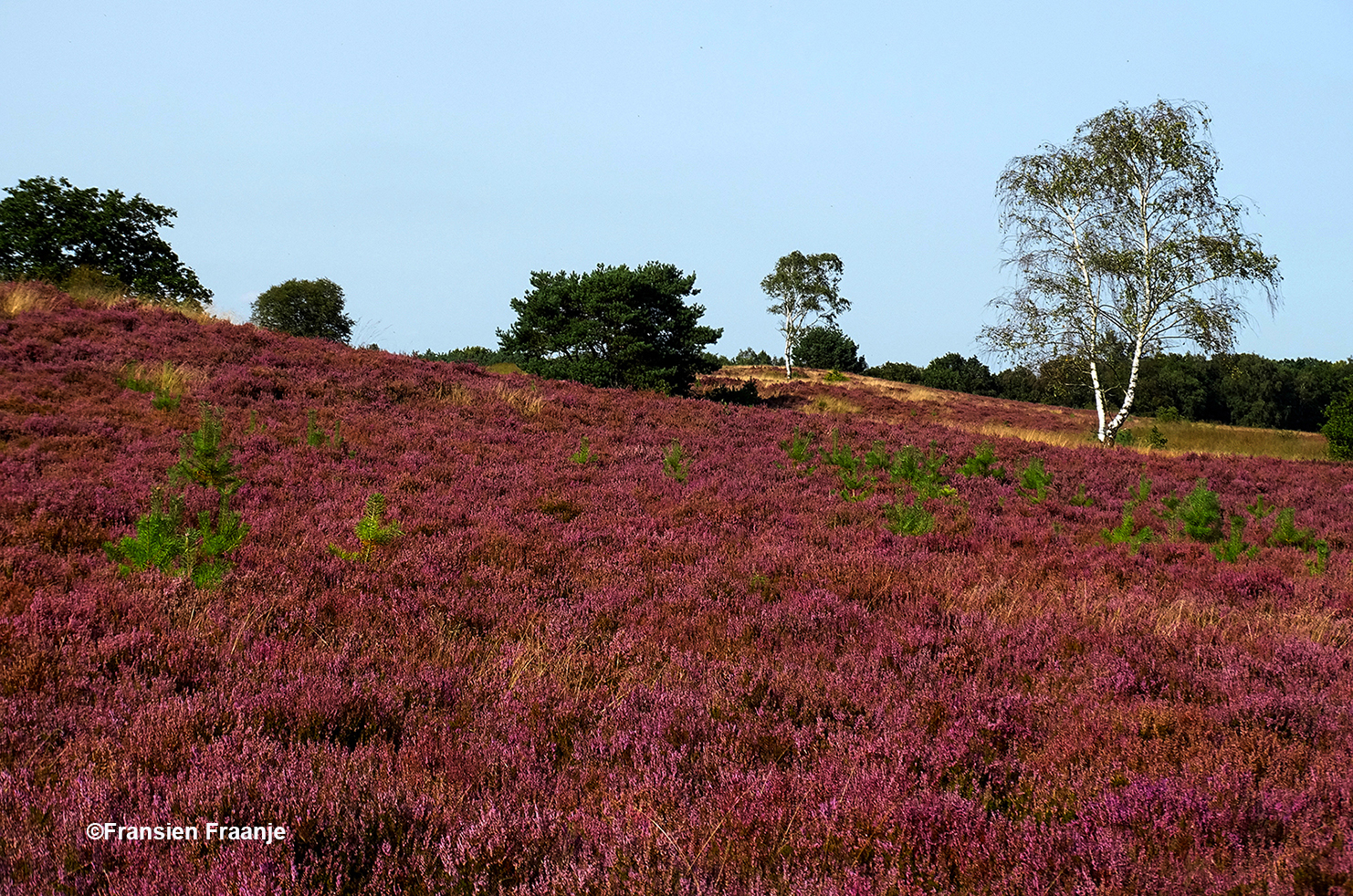 Bloeiende heide, omrand door berken en dennen, Veluwser kan het haast niet - Foto: ©Fransien Fraanje