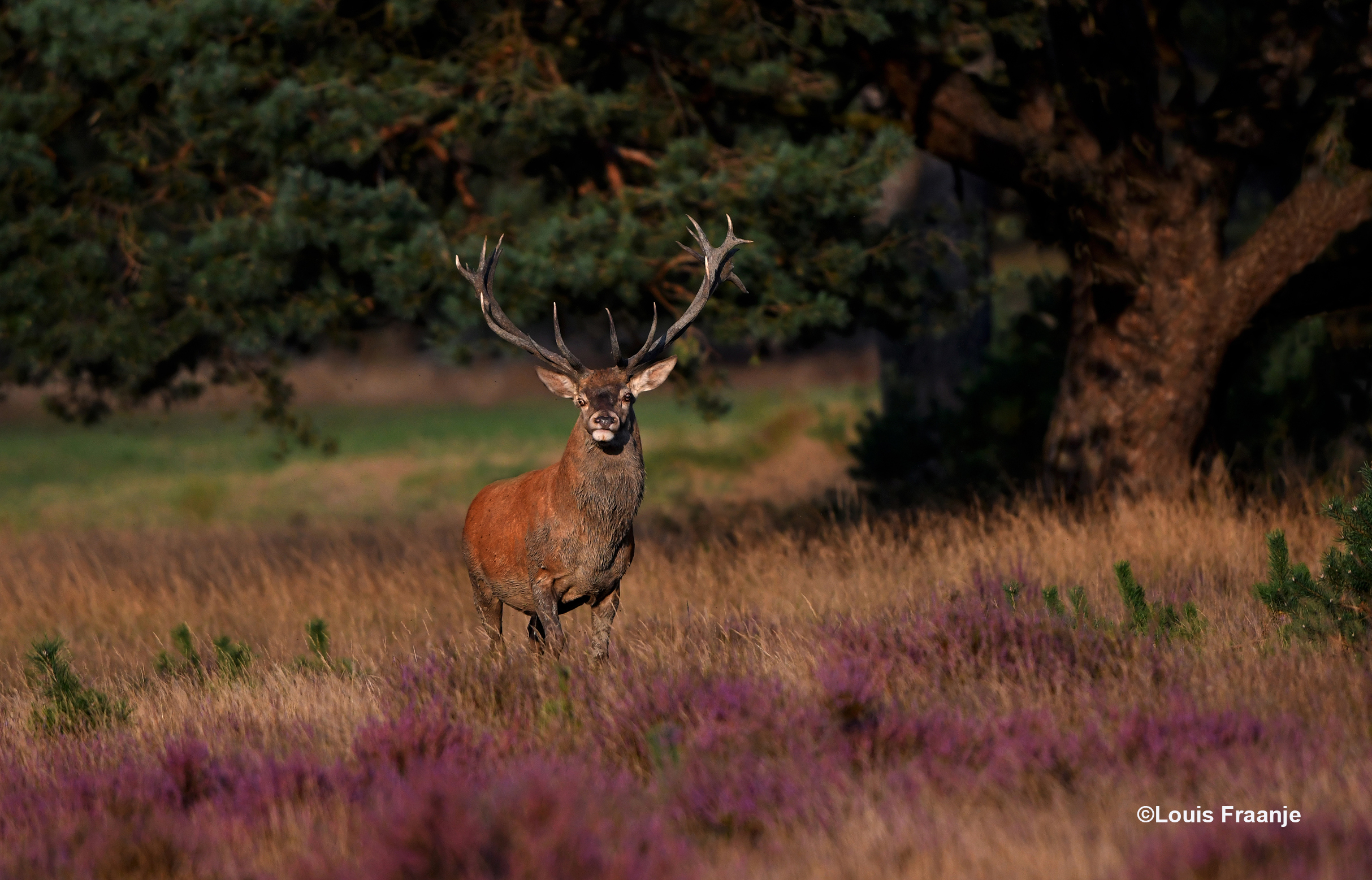 Het prachtige edelhert in het strijklicht van de avond - Foto: ©Louis Fraanje