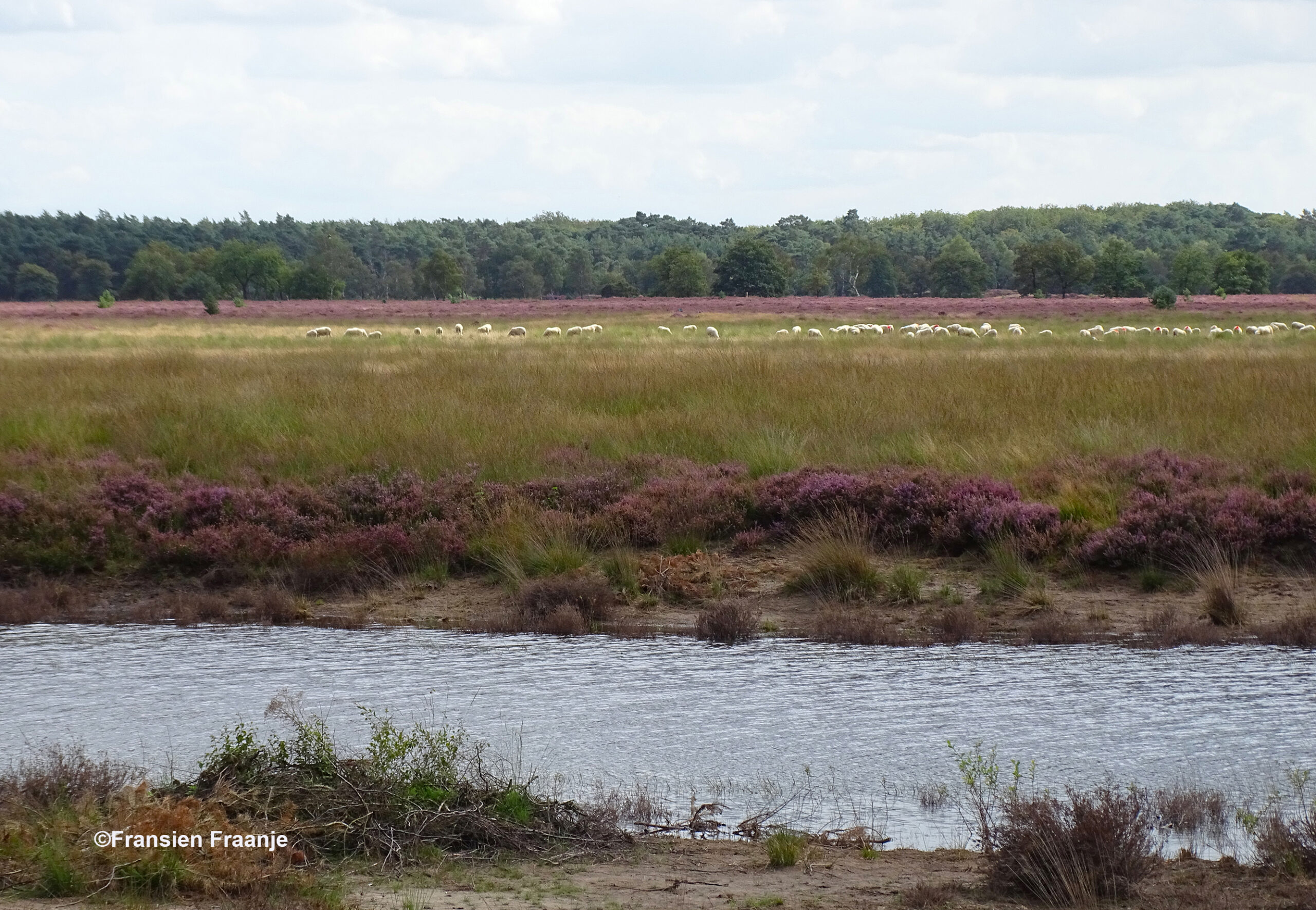 Aan de overkant loopt in de verte de schaapskudde op de Stroese Heide - Foto: ©Fansien Fraanje