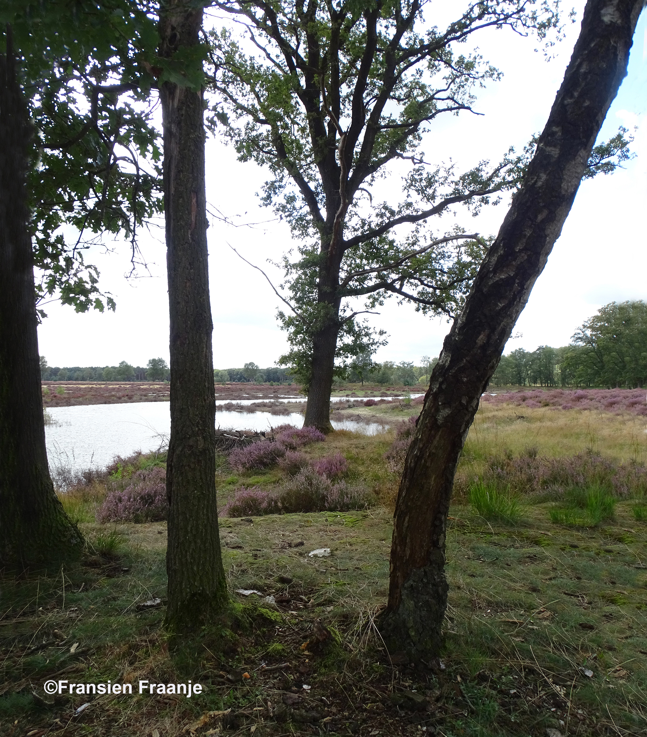 Een mooi doorkijkje naar de Houtbeek - Foto: ©Fransien Fraanje