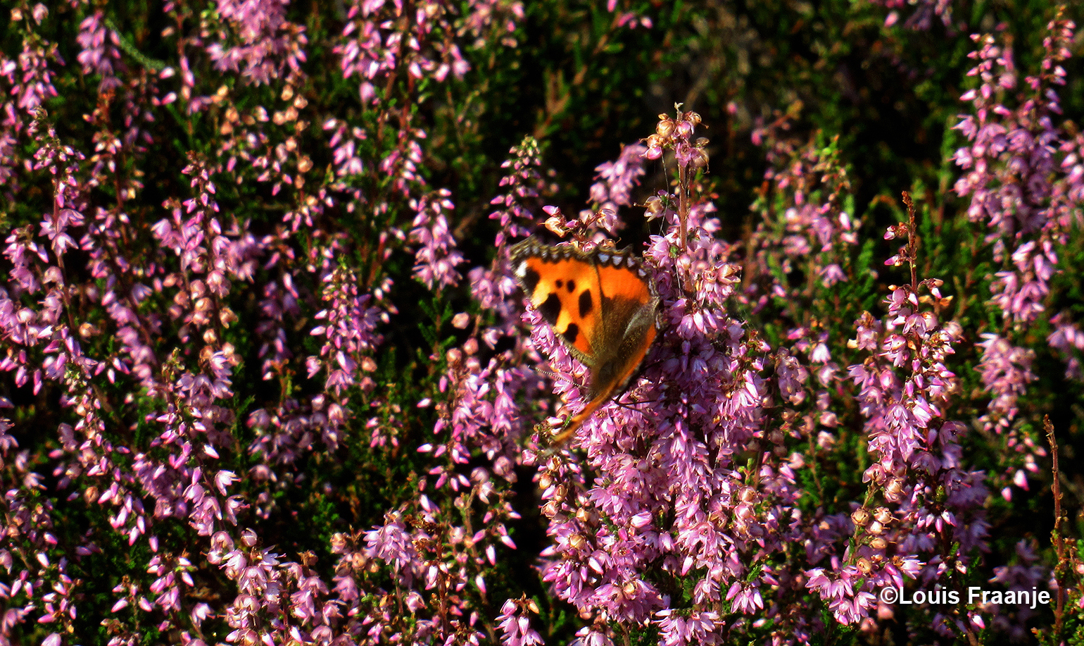 Een vlinder verschijnt, het is de kleine vos, die van bloem tot bloem vliegt - Foto: ©Louis Fraanje