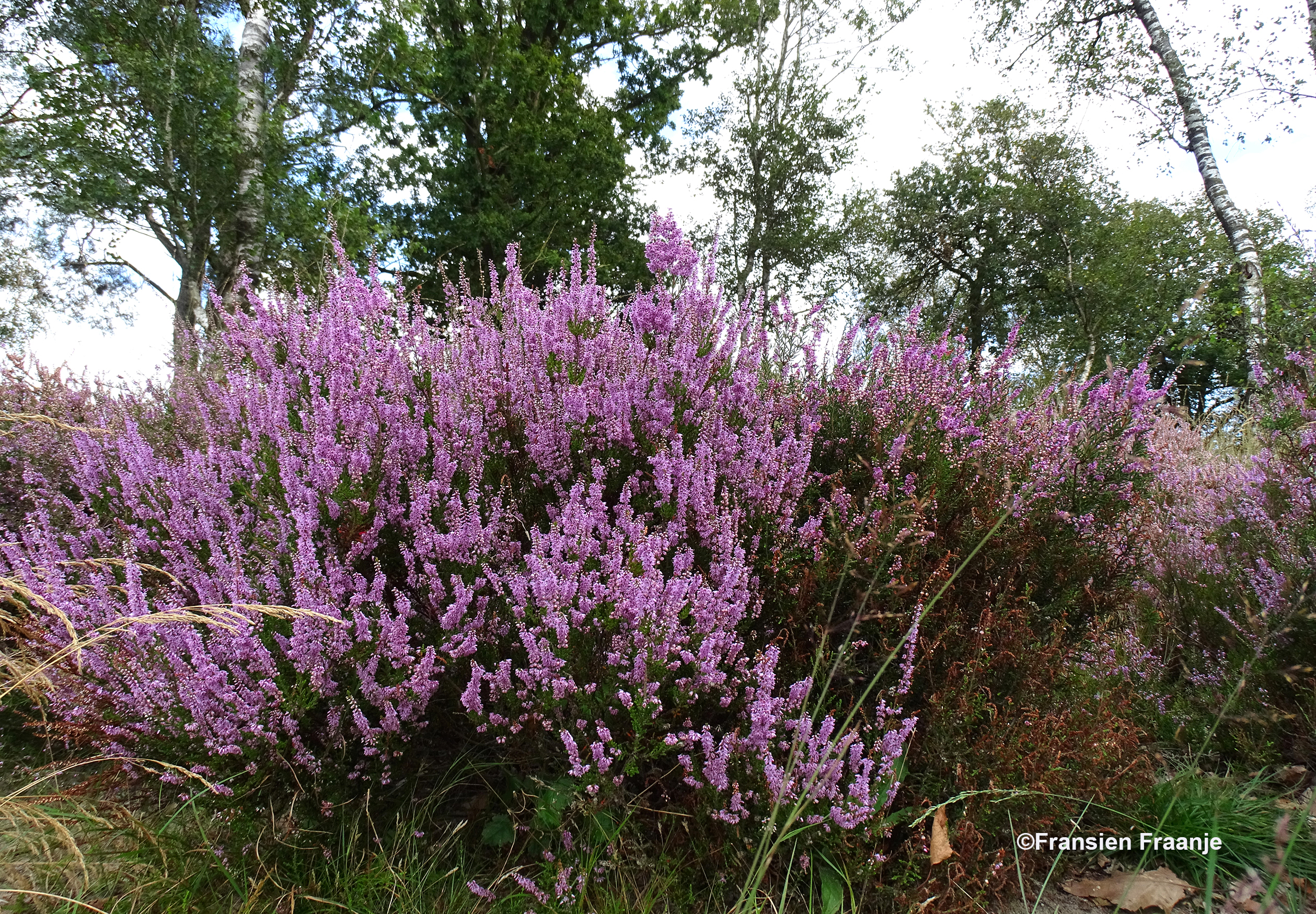 Genieten van de bloeiende heide in optima forma - Foto: ©Fransien Fraanje