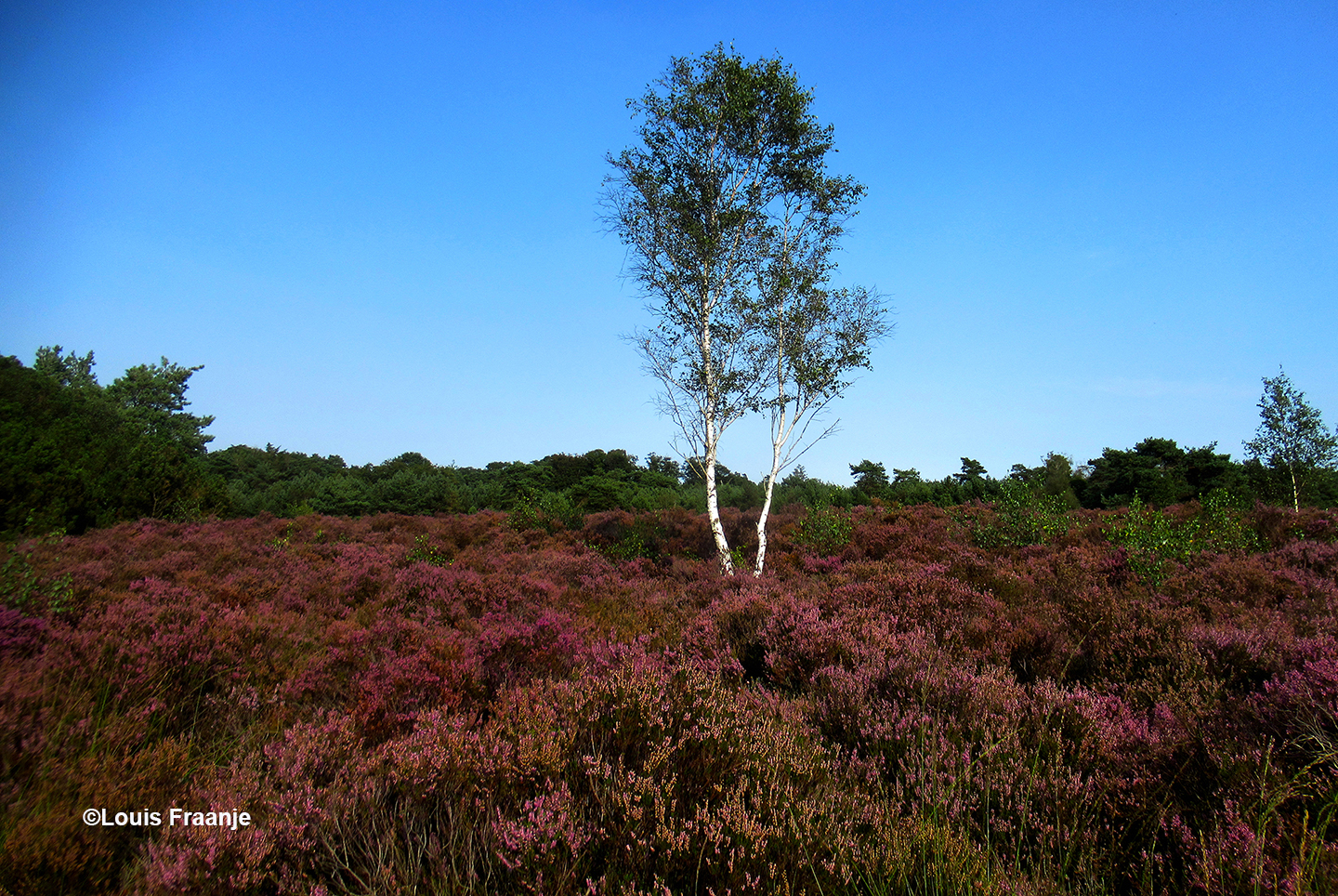 Witte berken in een paars heidelandschap op de Veluwe - Foto: ©Louis Fraanje