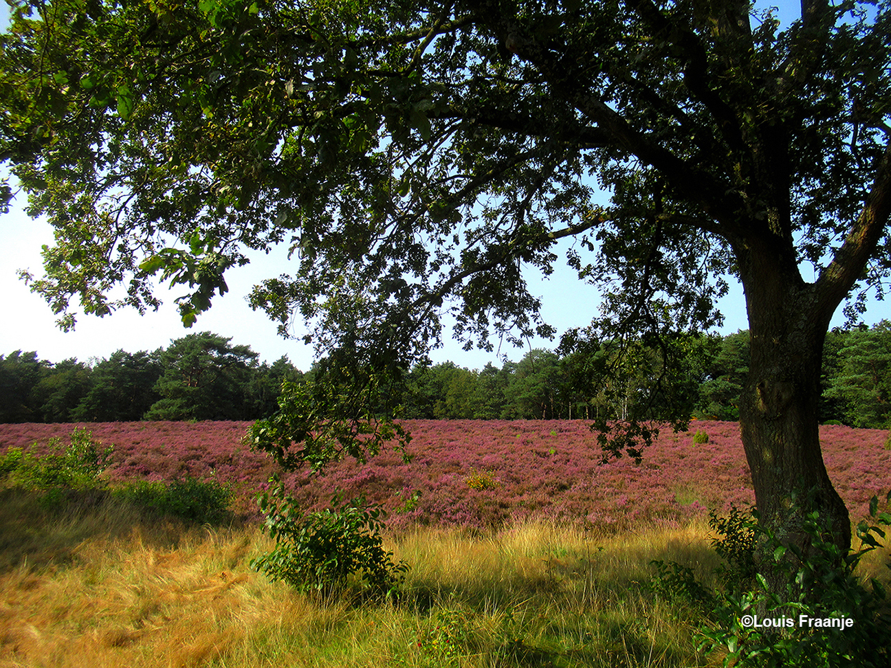 Tenslotte nog heel even een blik onder de bomen door naar de heide - Foto: ©Louis Fraanje