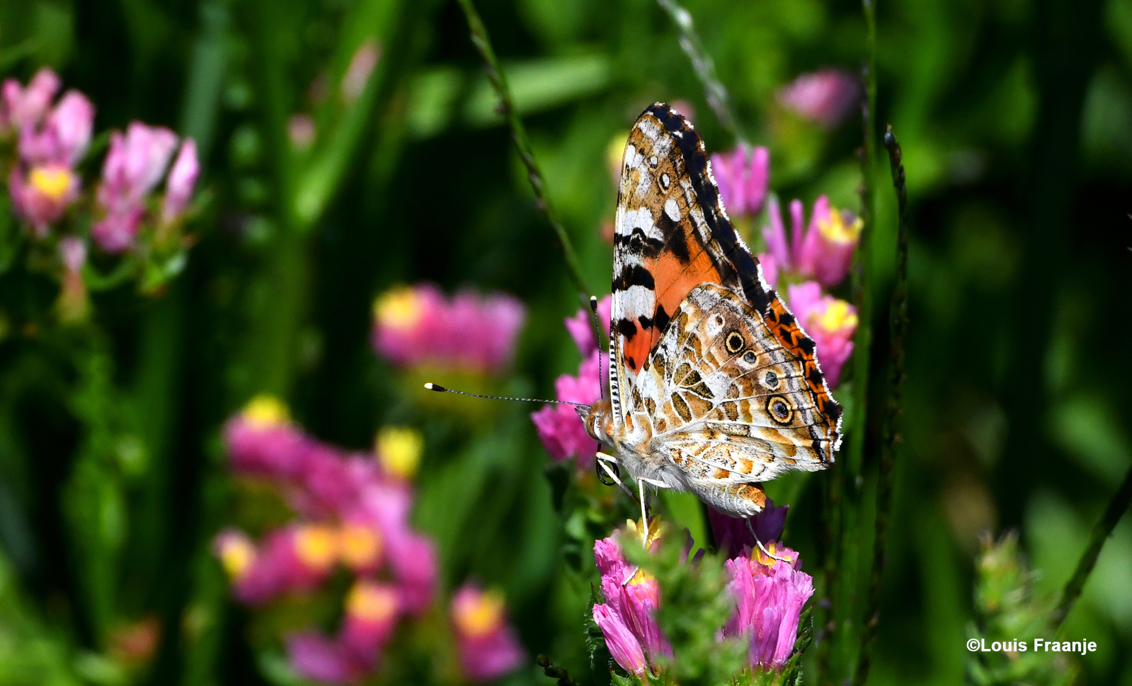 Hier is ze bezig om de nectar uit de bloem te peuren - Foto: ©Louis Fraanje