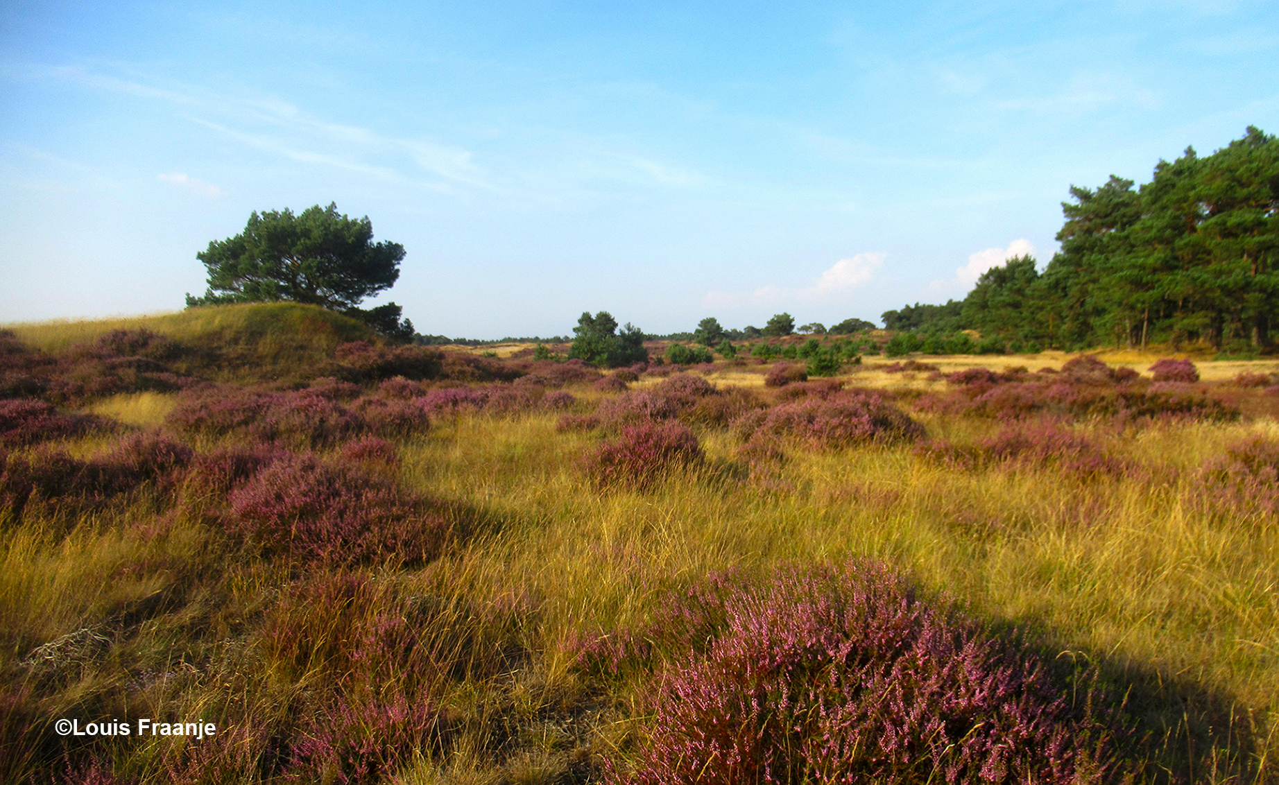 Een mooi afwisselend Veluws landschap van hei en dennen - Foto: ©Louis Fraanje