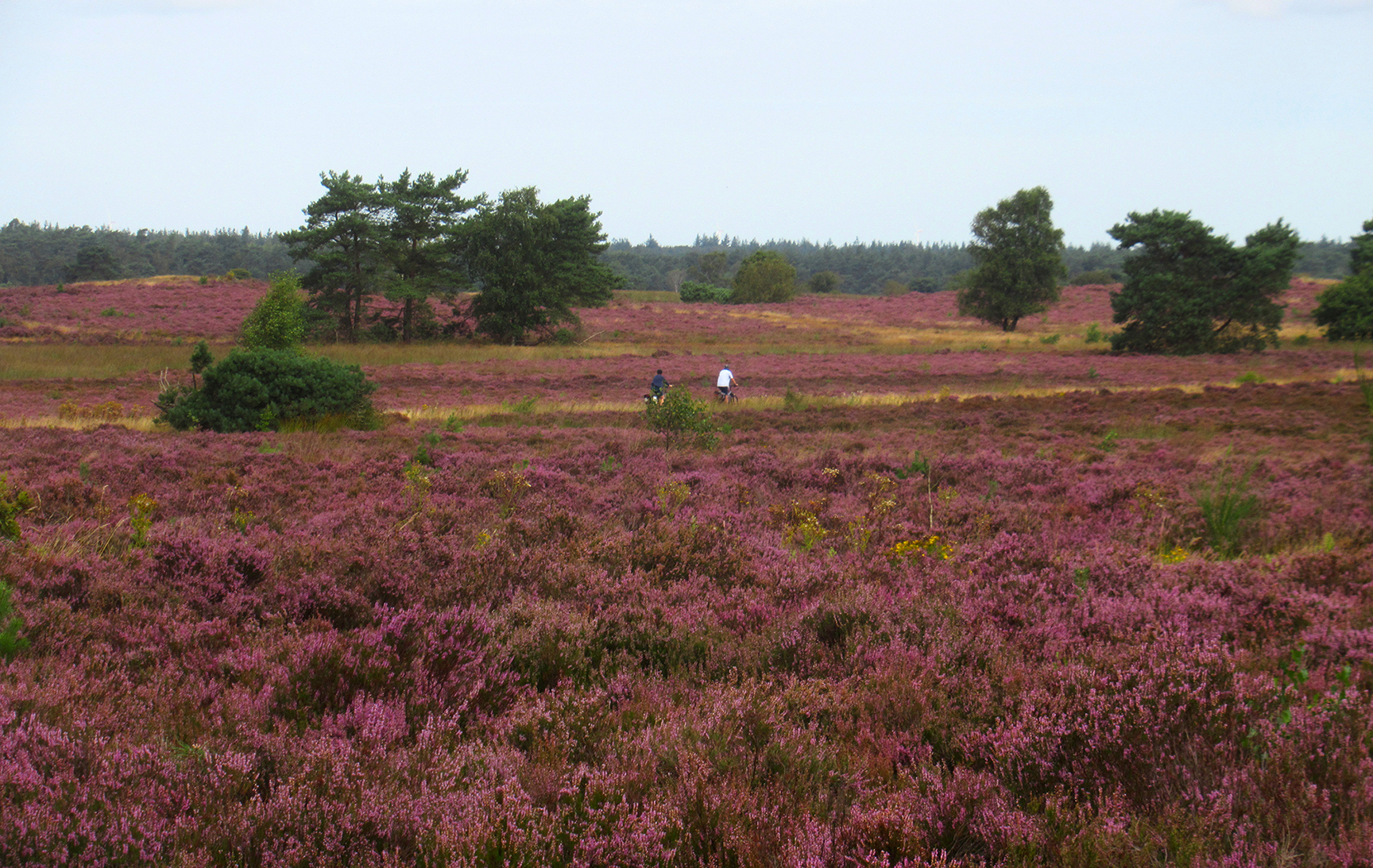 Fietsers op de Noorderheide tussen Elspeet en Vierhouten - Foto: ©Louis Fraanje