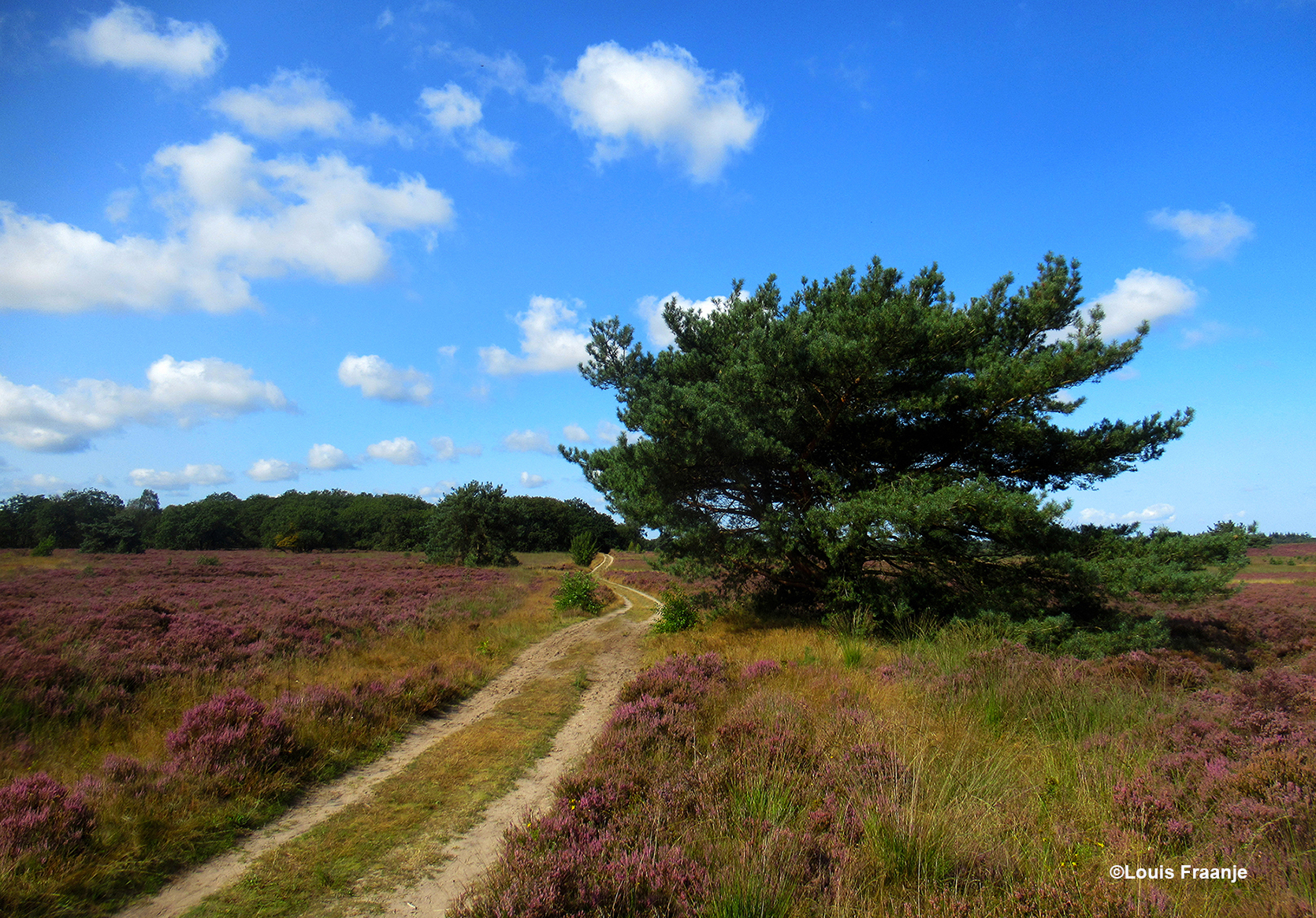 Een prachtige vliegden met een slingerende zandweg door de heide - Foto: ©Louis Fraanje