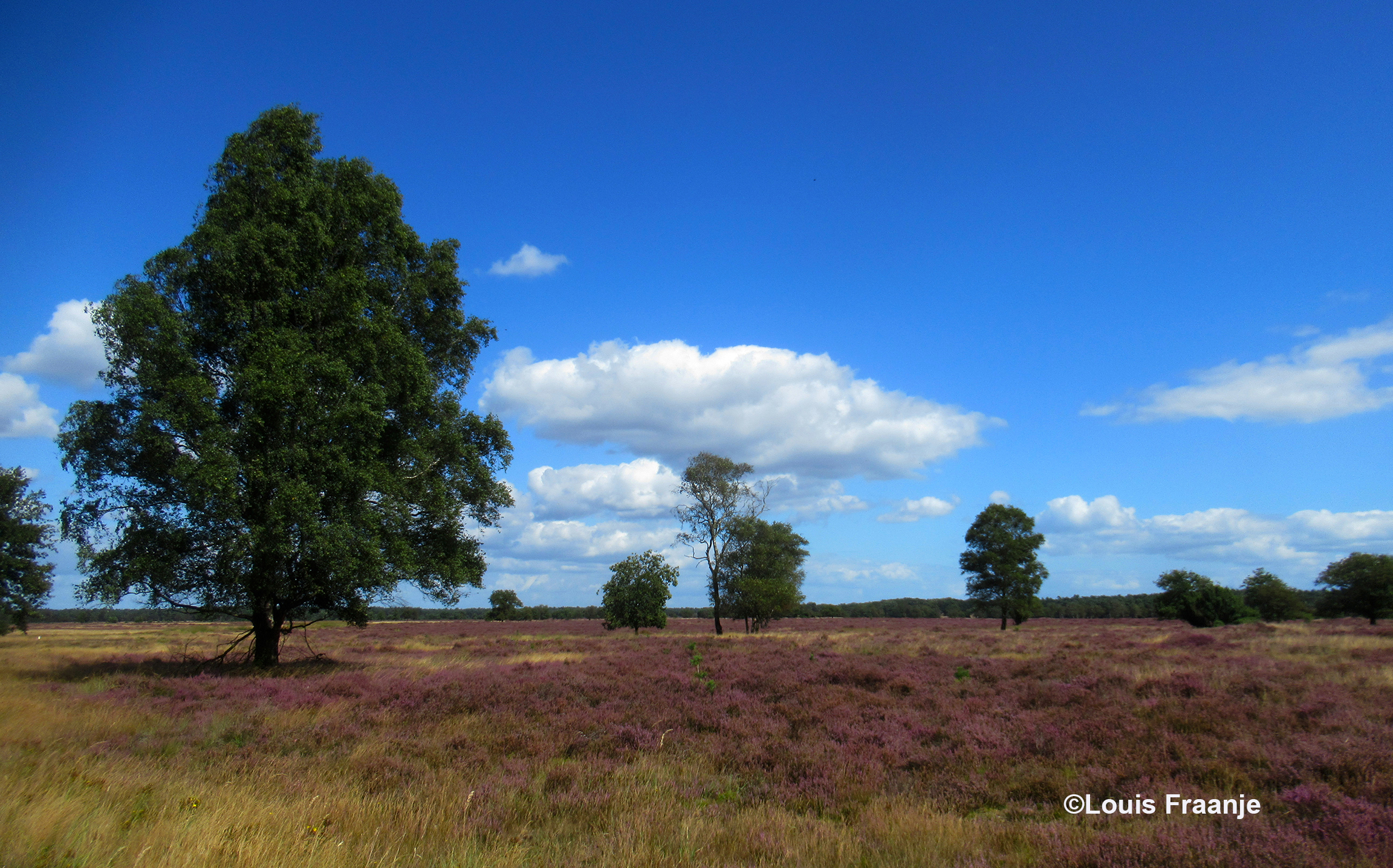 Genieten van de bloeiende Stroese Heide - Foto: ©Louis Fraanje