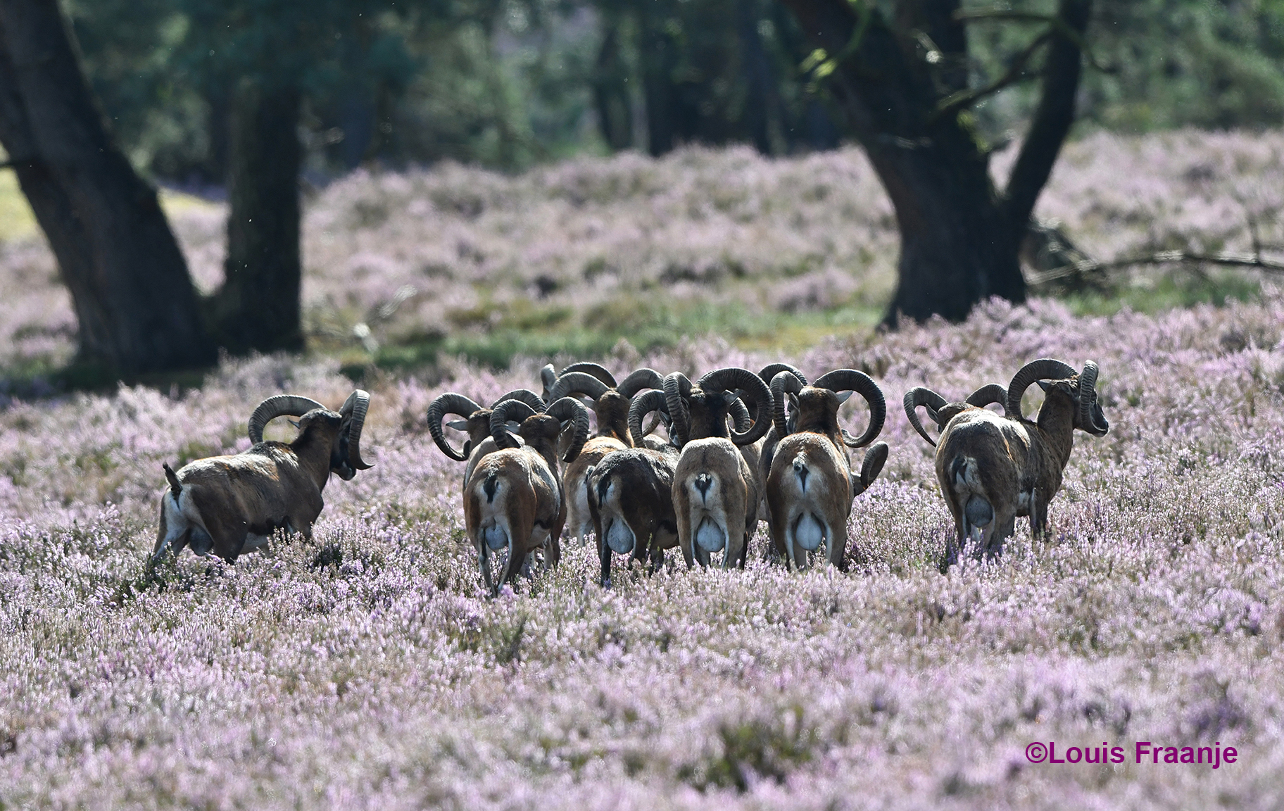 Hier een wat grotere kudde moeflonrammen - Foto: ©Louis Fraanje