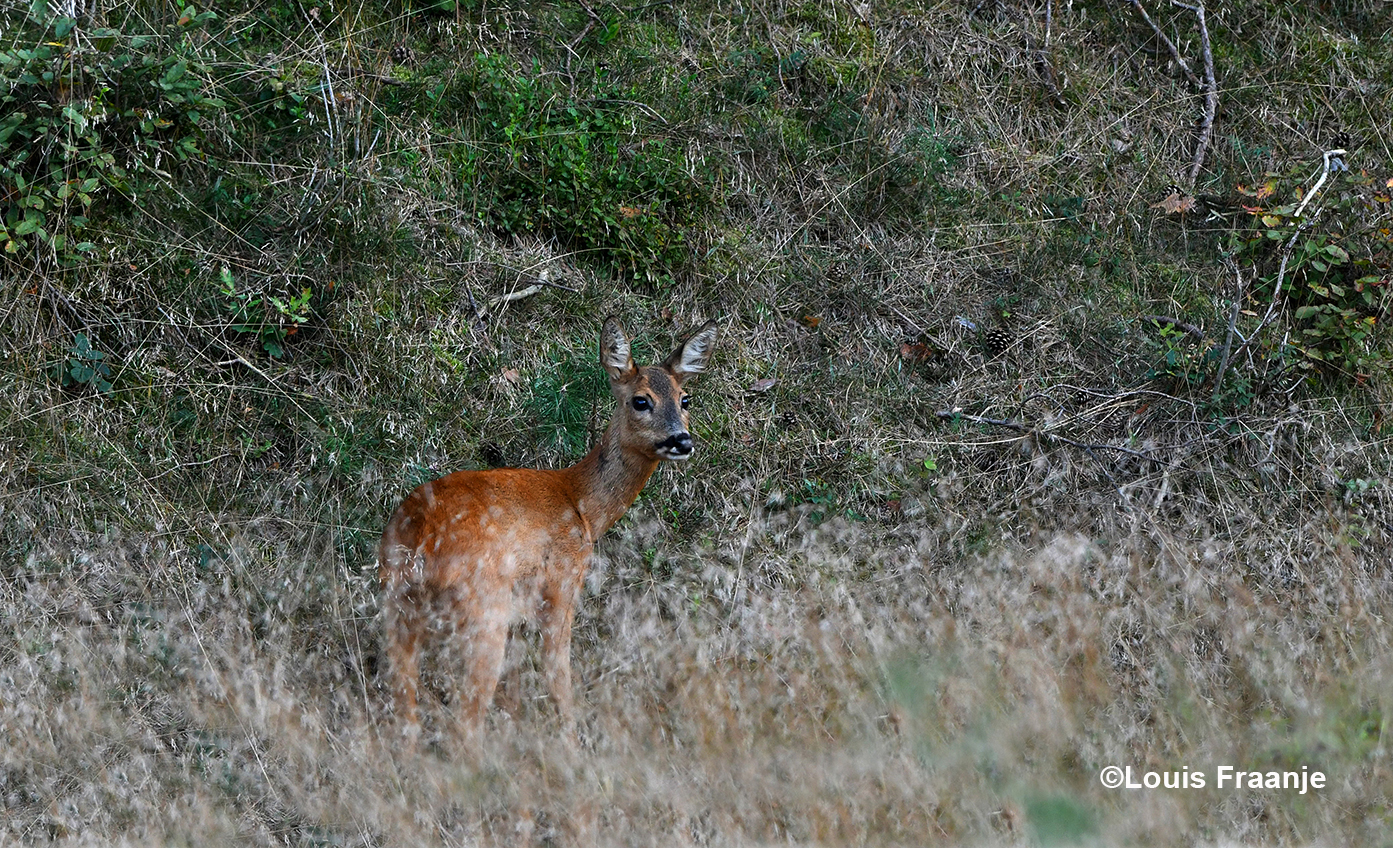 Die blijkbaar een reegeit op het oog had, die iets verderop stond Foto: ©Louis Fraanje