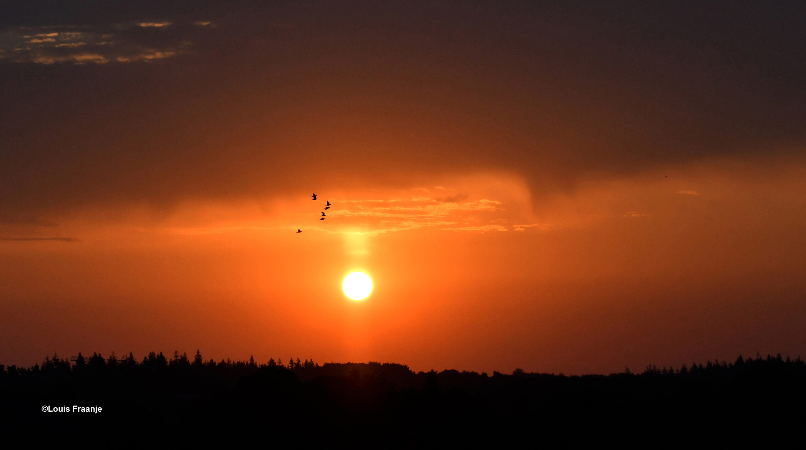 Een vlucht vroege vogels vliegt naar het zonlicht - Foto: ©Louis Fraanje