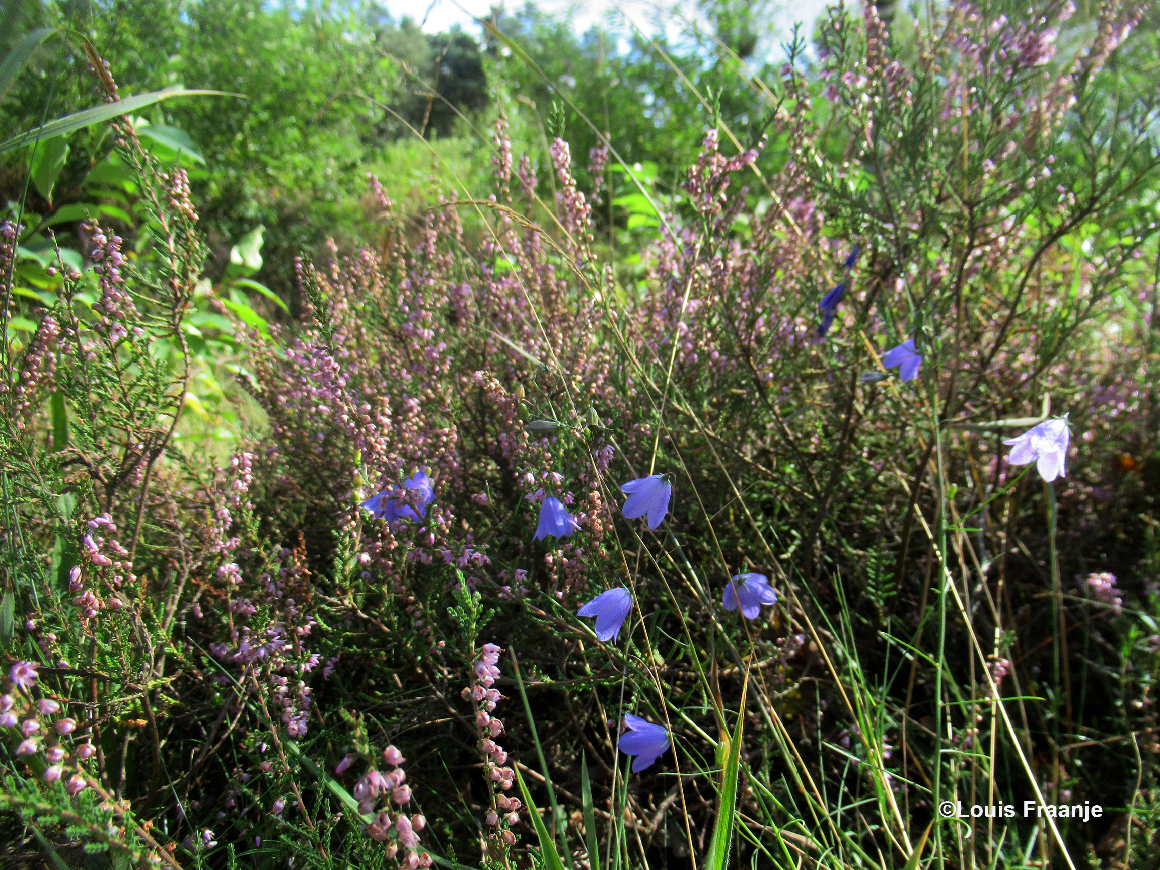 27 - Dan ontdekken we enkele mooie blauwe grasklokjes versholen tussen de heide - Foto: ©Louis Fraanje