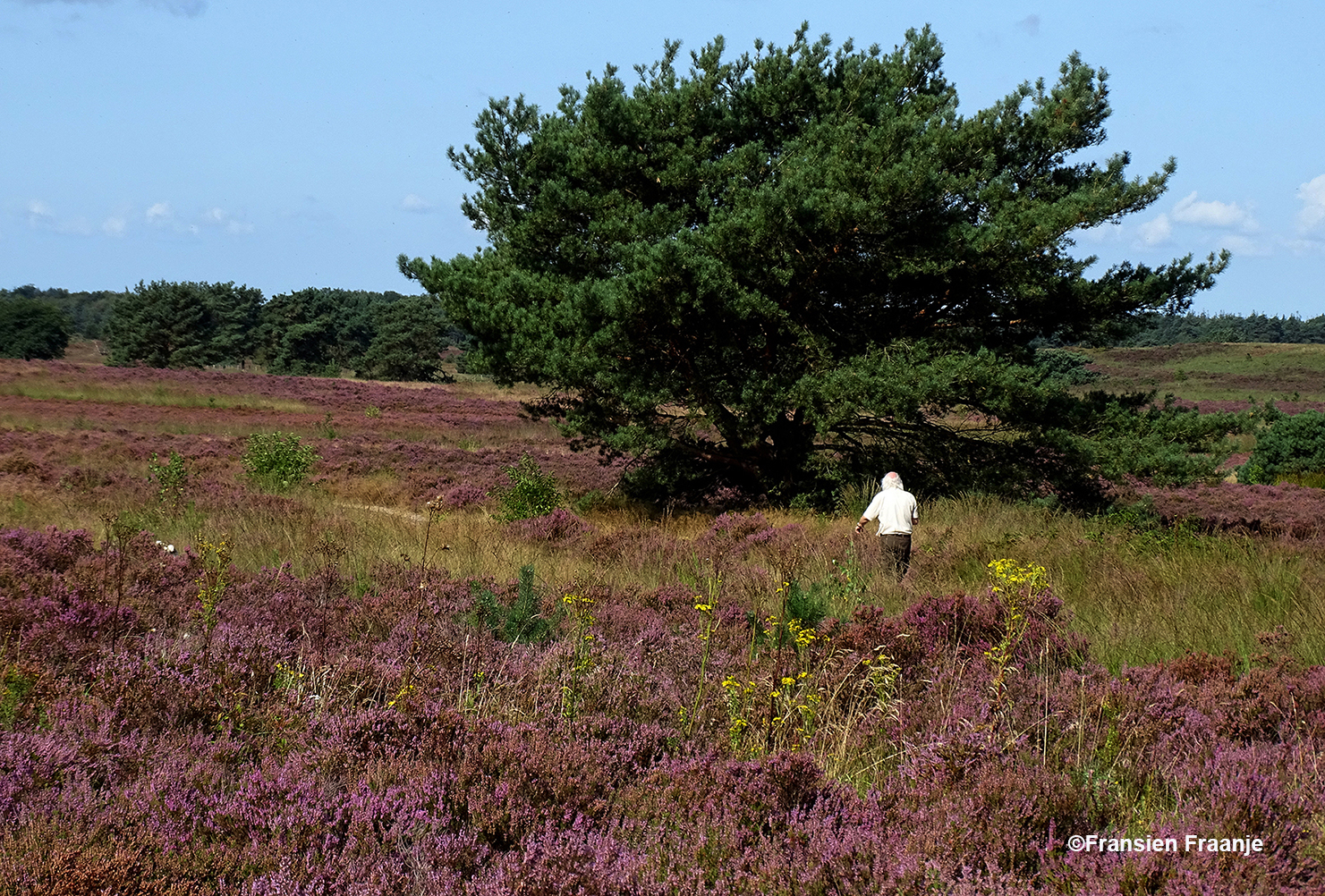 Op zoek naar mooie plekjes in de Veluwse heide - Foto: ©Fransien Fraanje