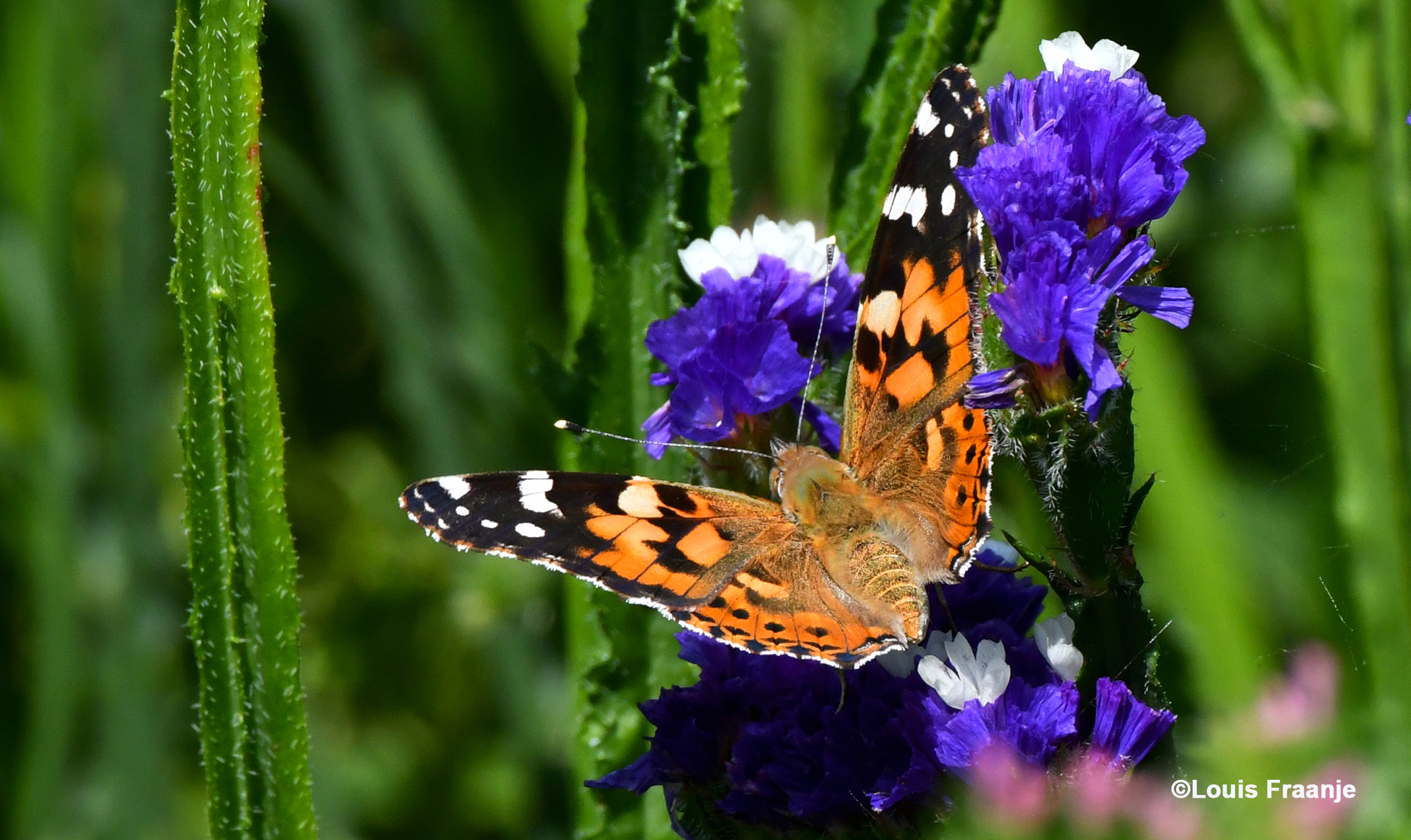 Tjonge wat een bewegelijk beestje is het toch - Foto: ©Louis Fraanje