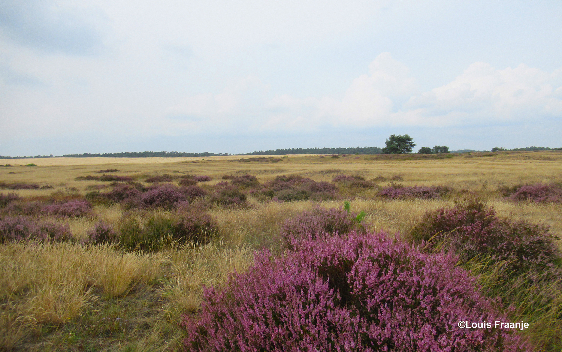 De paarse heide was al op diverse plekken goed zichtbaar - Foto: ©Louis Fraanje