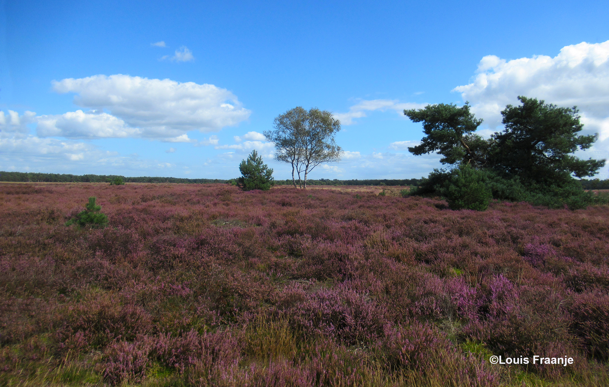 De uitgestrekte heidevelden met hier en daar een vliegden en wat berken - Foto: ©Louis Fraanje