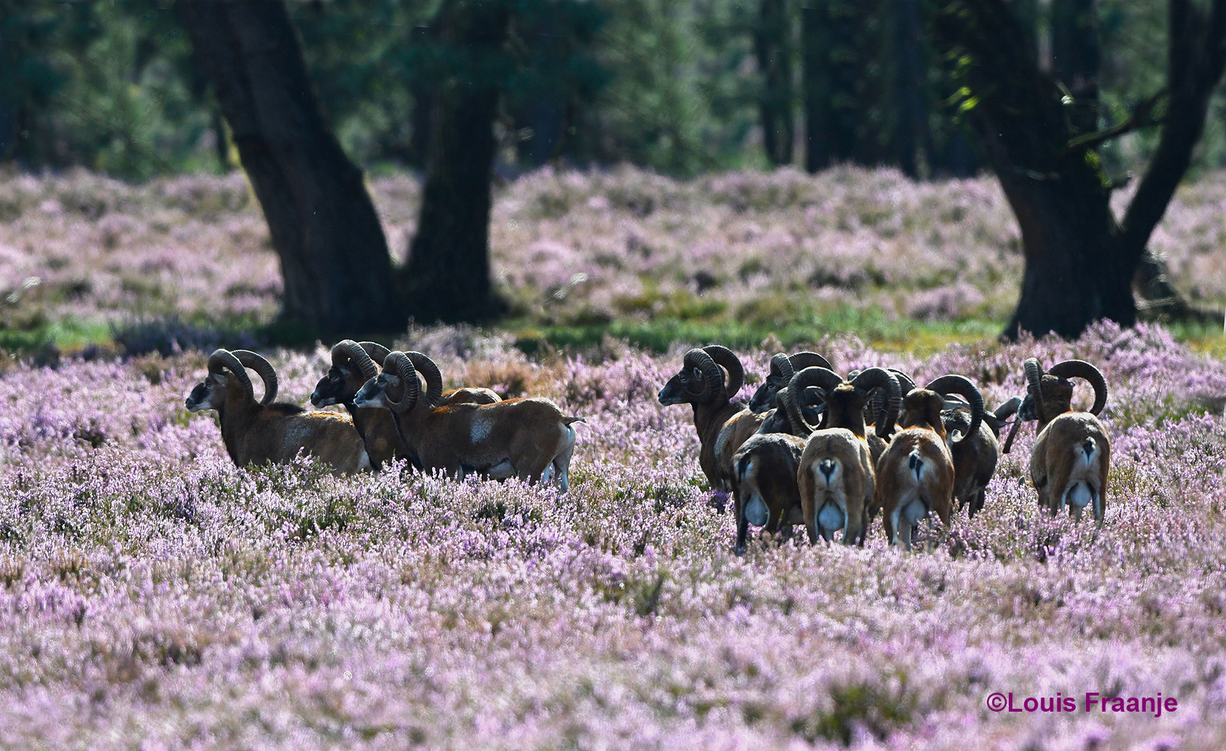 Blijkbaar hebben ze een vreemd geluid opgevangen en zijn ze extra alert - Foto: ©Louis Fraanje