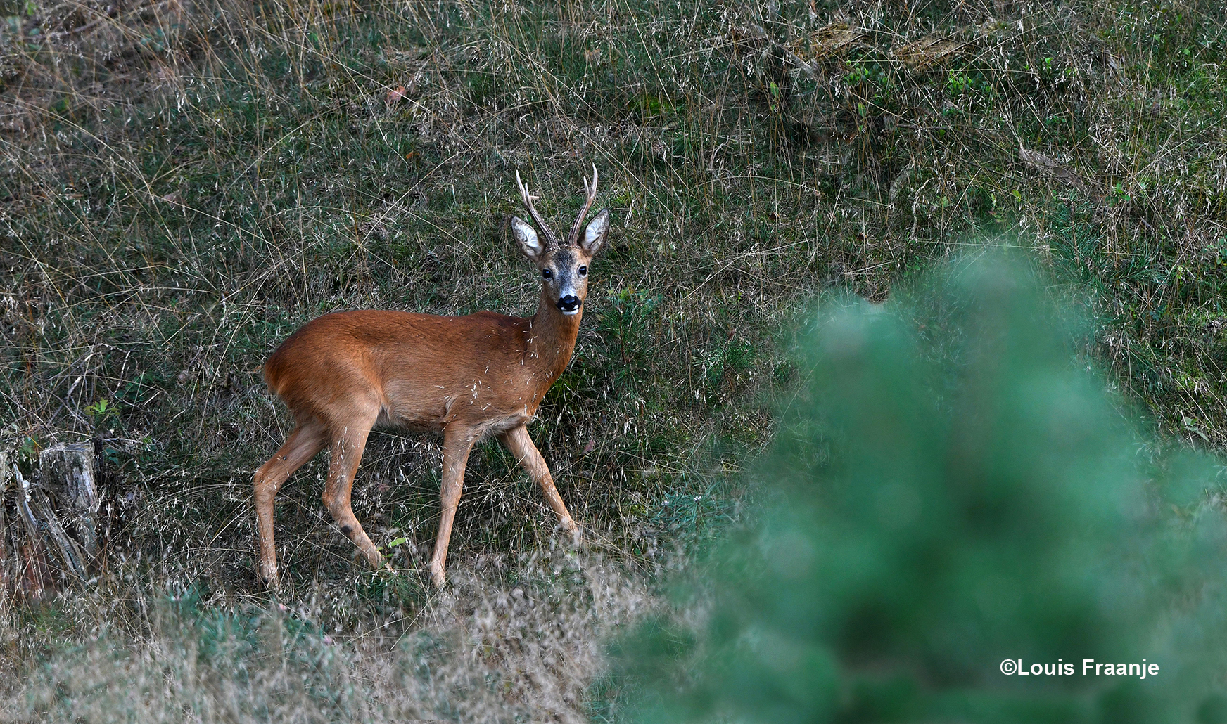 Heel even stonden wij 'oog in oog' - Foto: ©Louis Fraanje