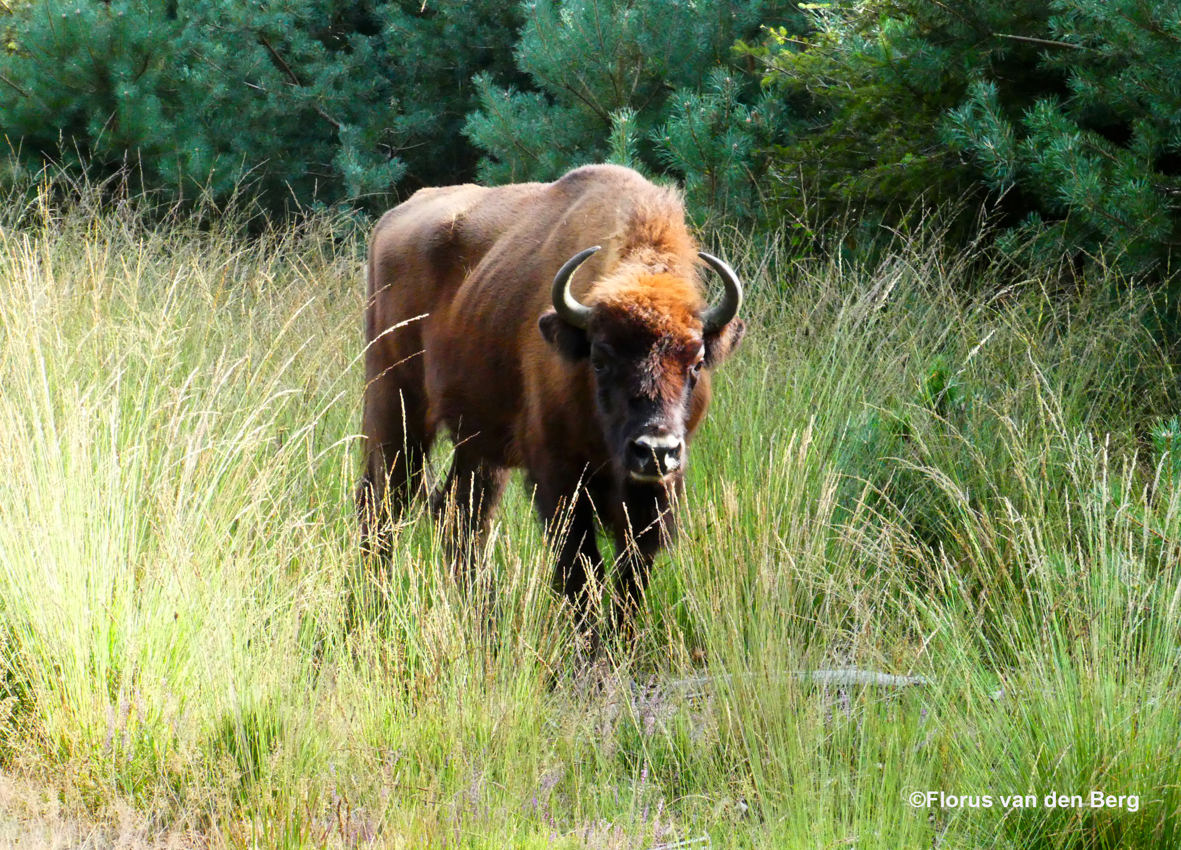 Oog in oog met een wisent, tjonge wat een knaap - Foto: ©Florus van den Berg