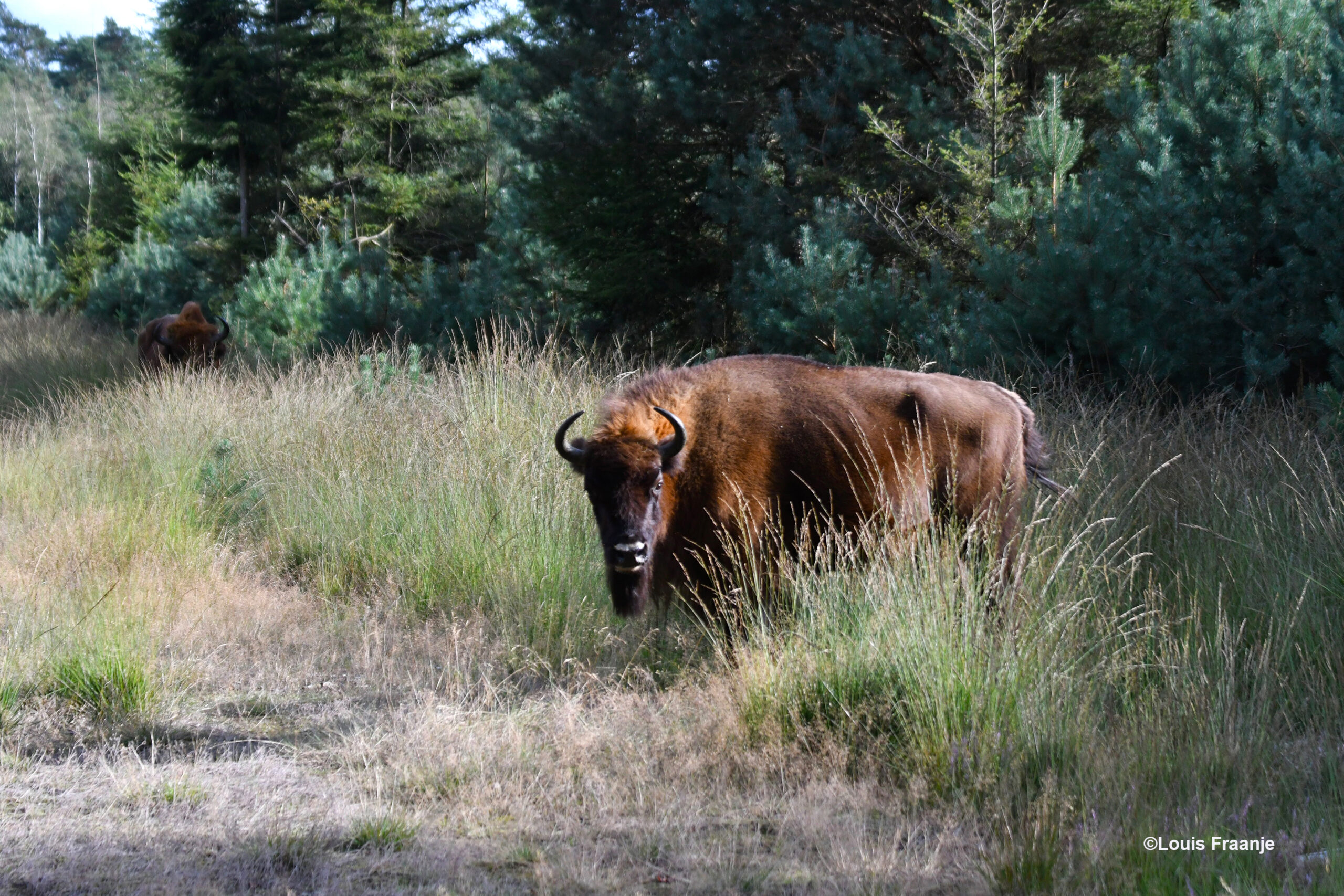 Tja... eigenlijk wel heel stoer zo van een afstandje - Foto: ©Louis Fraanje