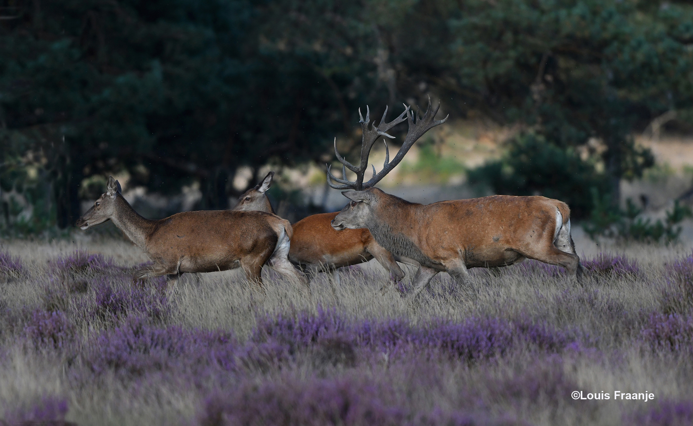 Als de hindes(vrouwtjes) er vandoor dreigen te gaan, moet dat wel gestopt worden - Foto: ©Louis Fraanje