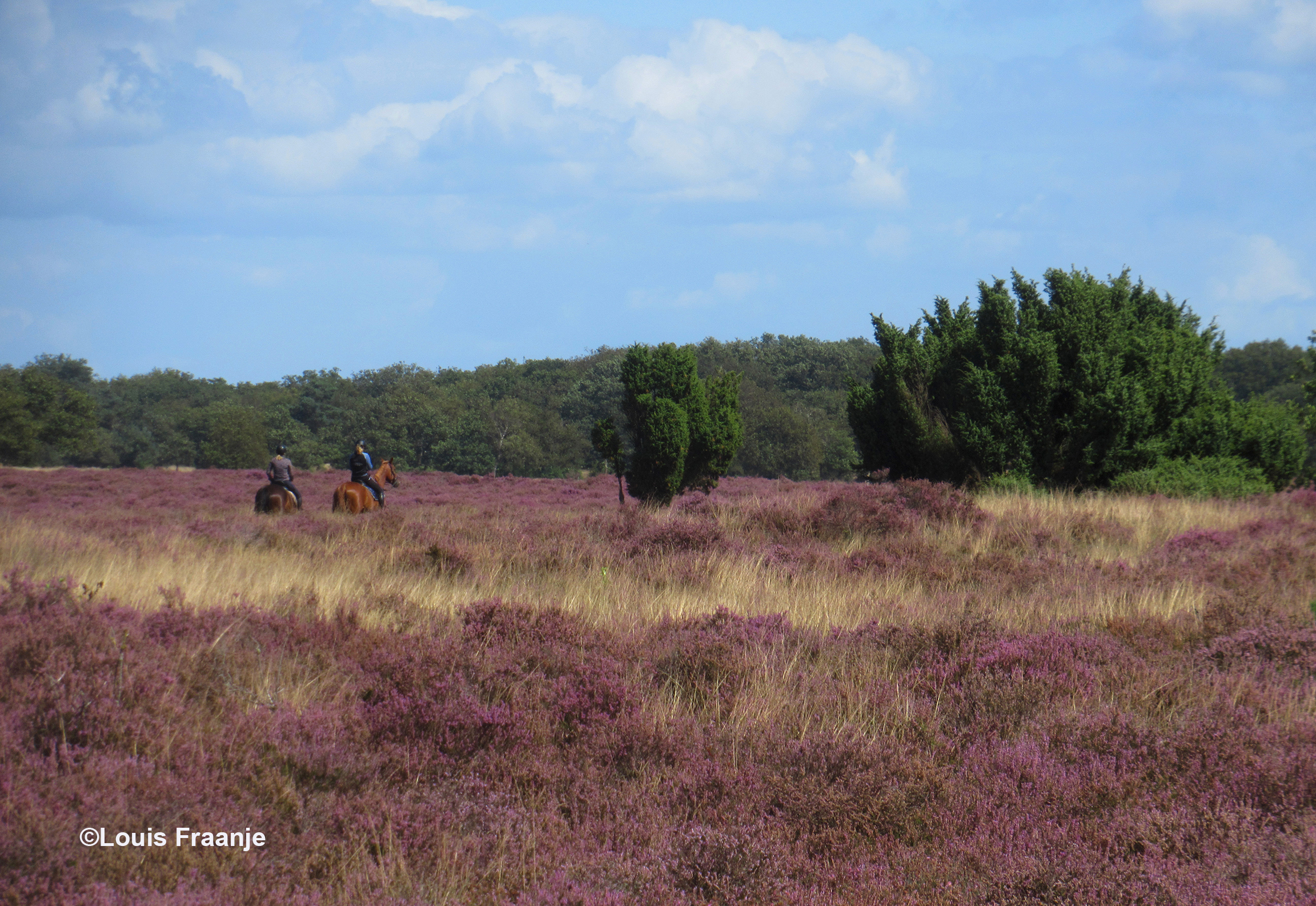 Ruiters te paard in de heide met enkele mooie jeneverbessen - Foto: ©Louis Fraanje