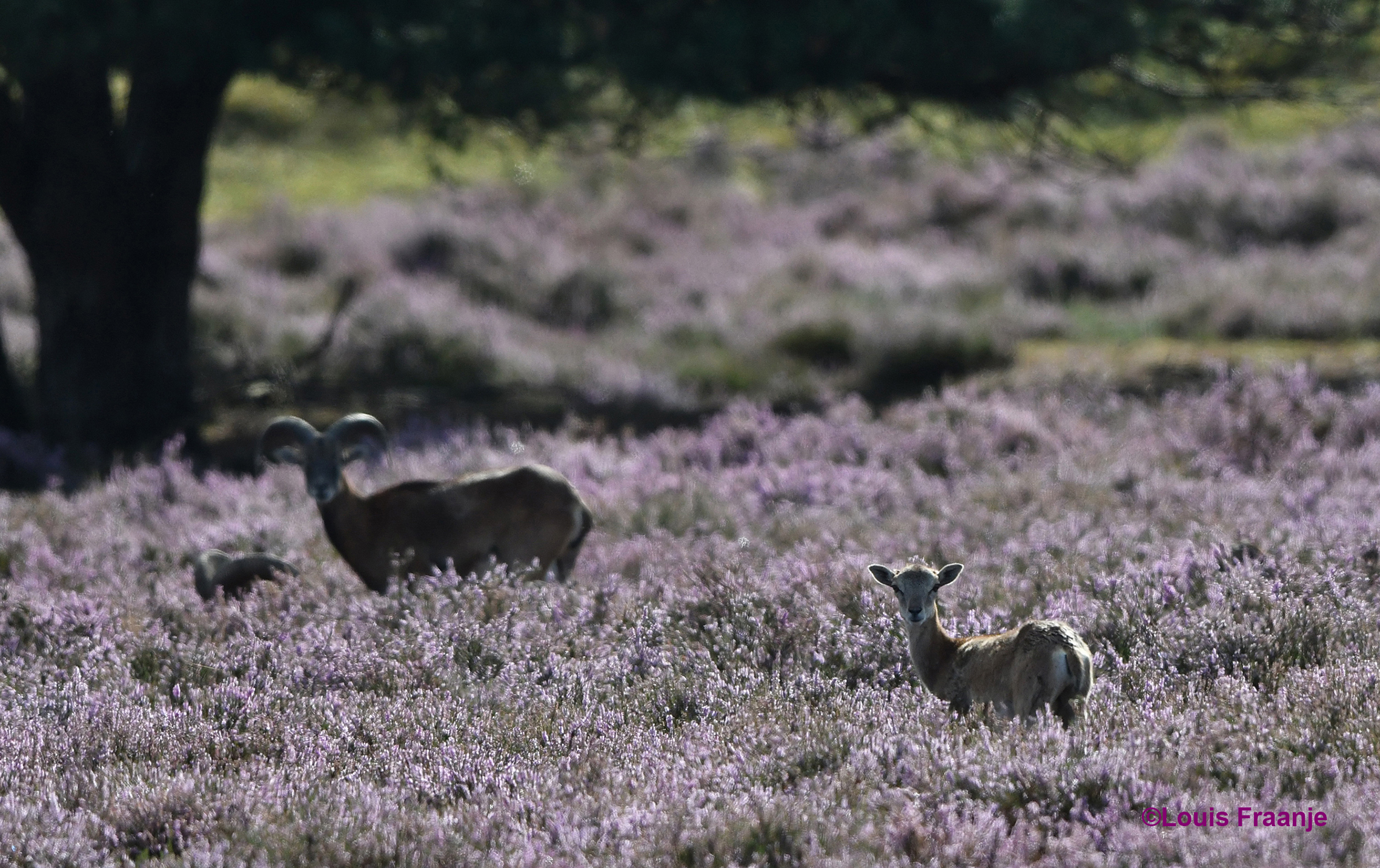 Oog in oog met een moeflonlam en een jonge ram erachter - Foto: ©Louis Fraanje