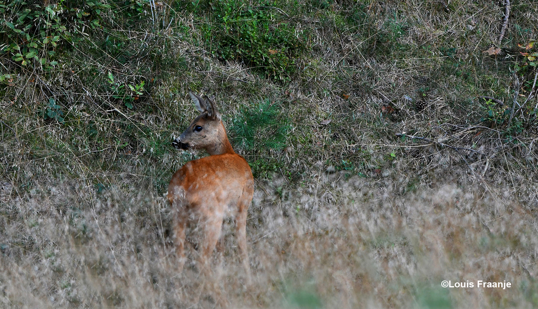 De reegeit keek nog een keer achterom en verdween toen in het struikgewas - Foto: ©Louis Fraanje