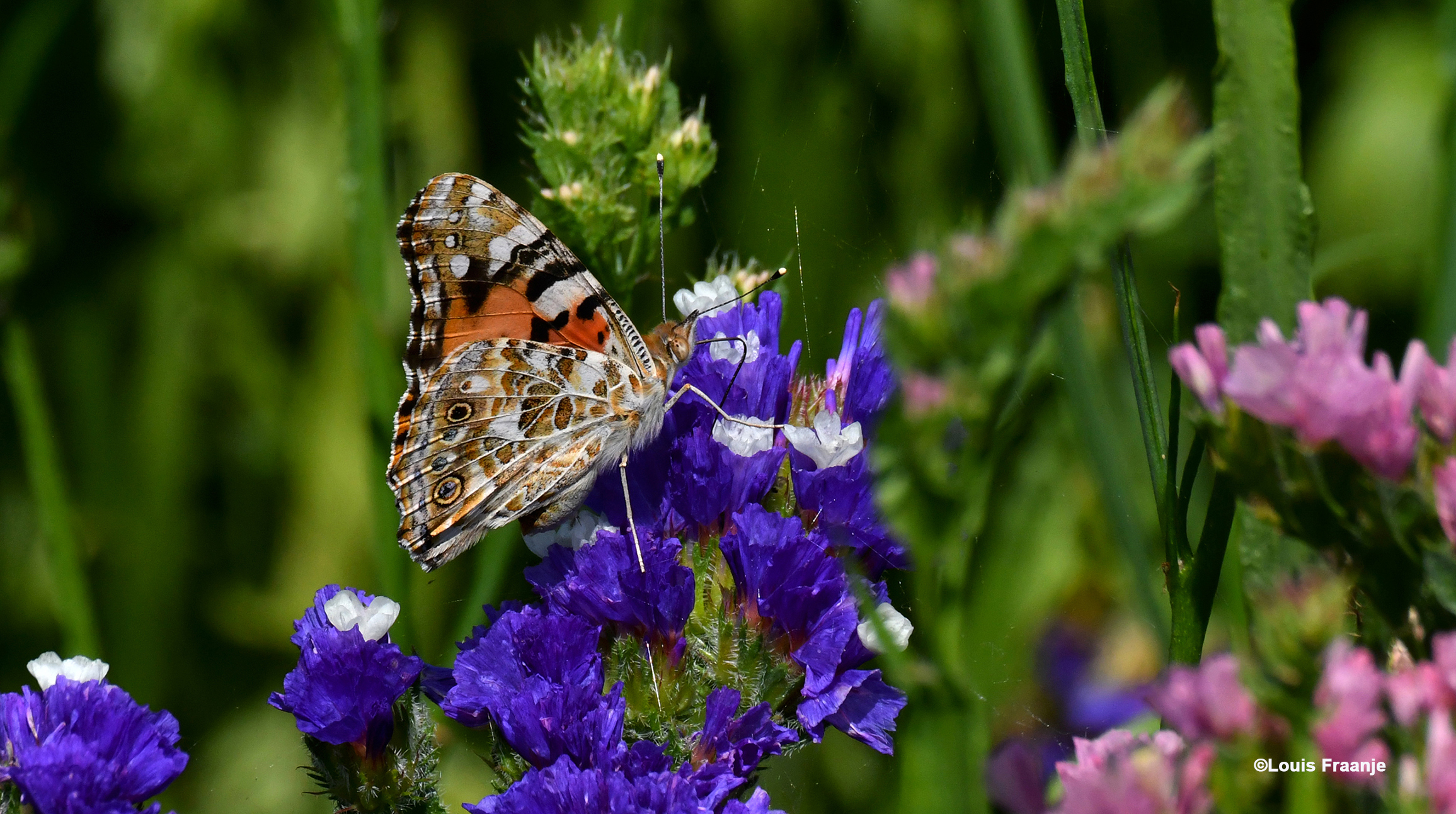 Die gaat nu diep naar binnen in de bloem - Foto: ©Louis Fraanje