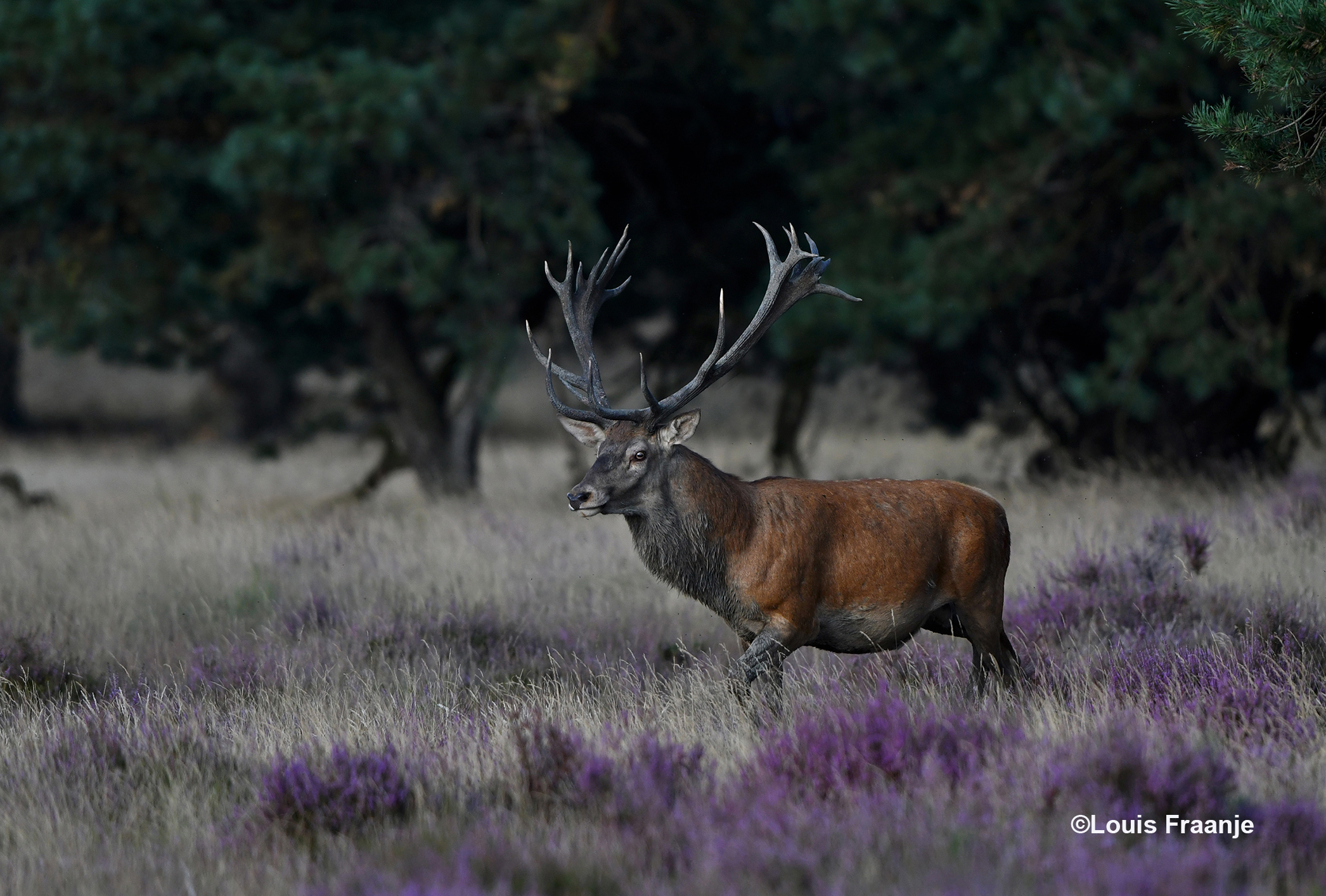 Maar ze waren hem waarschijnlijk te vlug af, tja... het is ook nog niet echt bronst - Foto: ©Louis Fraanje