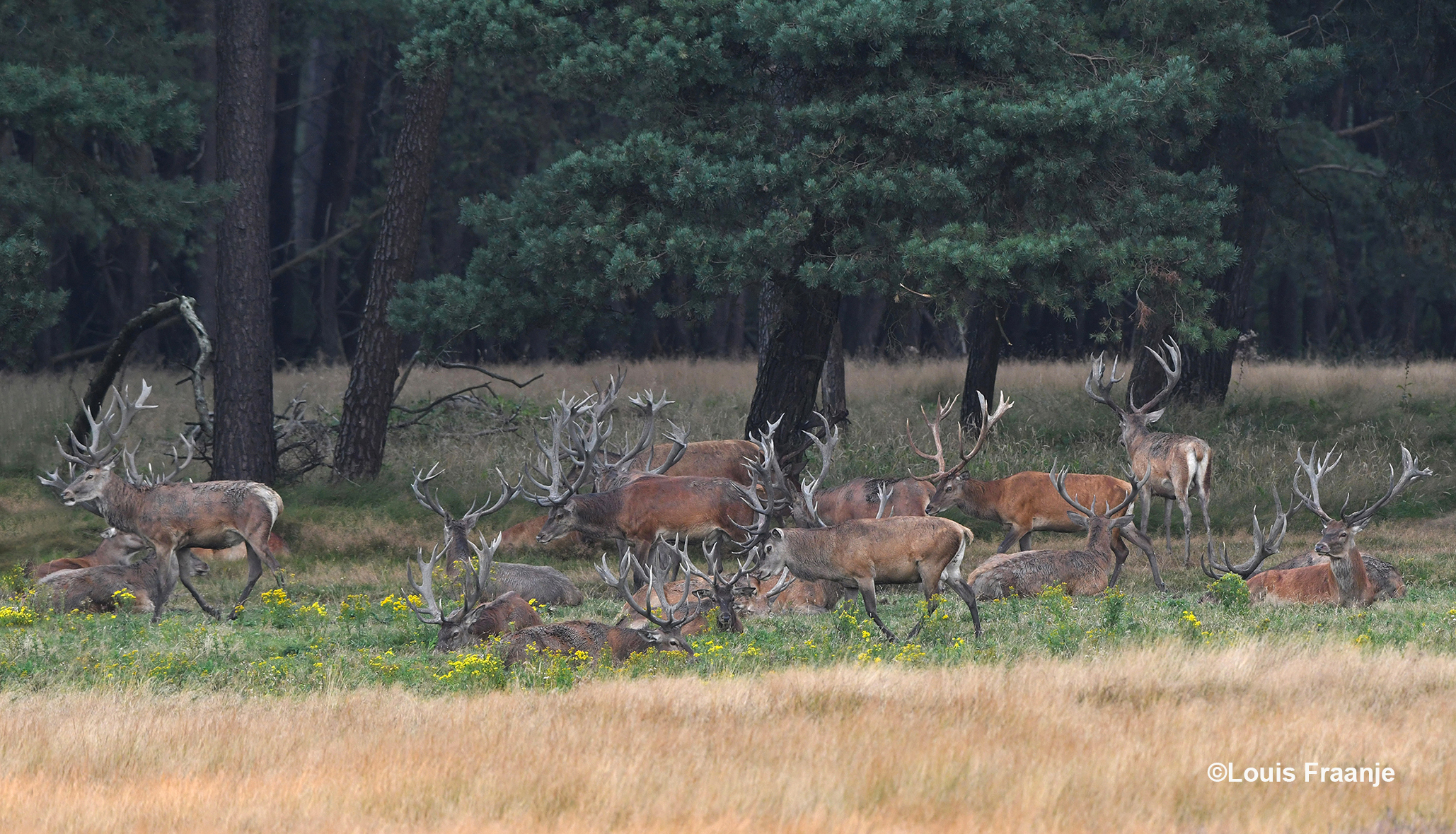 Later op de avond komen ze dan toch in de benen - Foto: ©Louis Fraanje