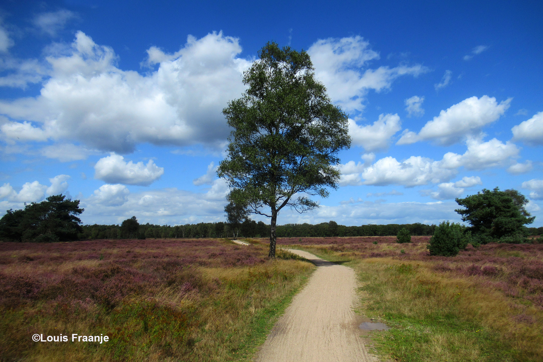 Een heerlijke fietsroute die er dwars doorheen ligt - Foto: ©Louis Fraanje