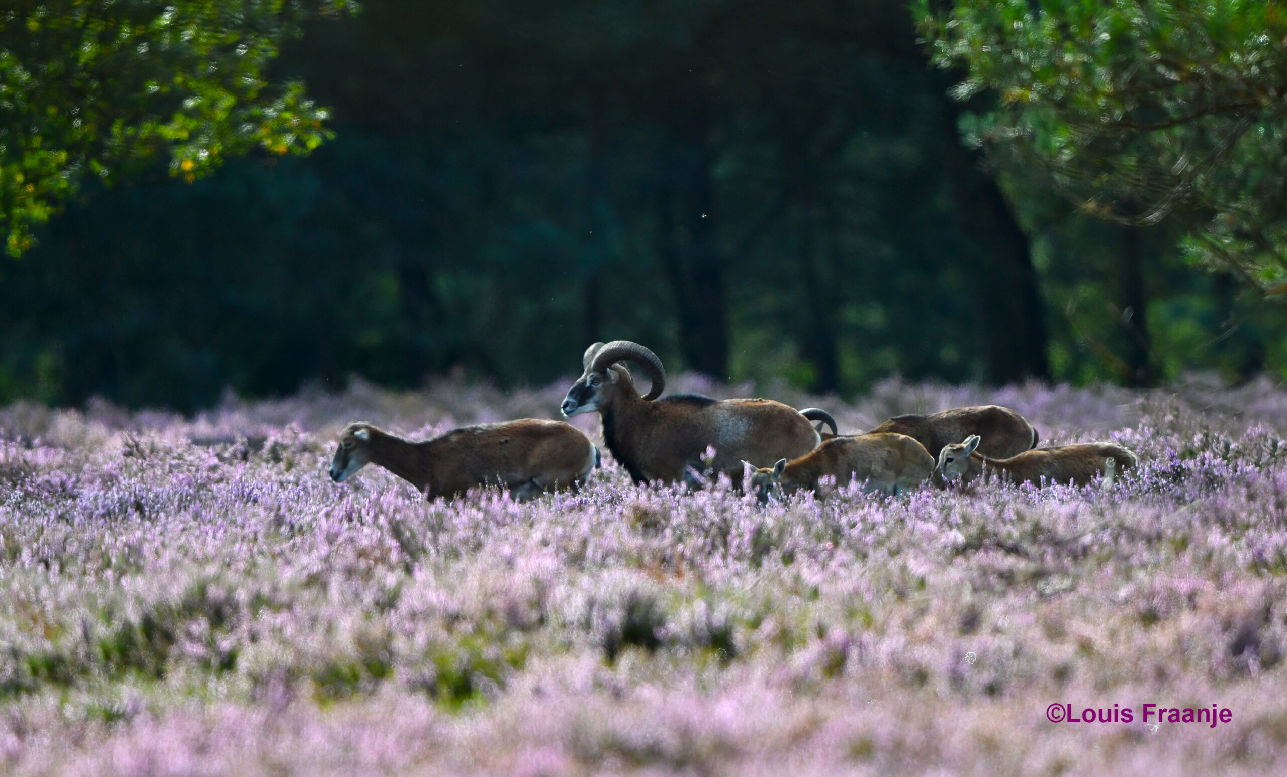 Een moeflonram met enkele ooien – Foto: ©Louis Fraanje