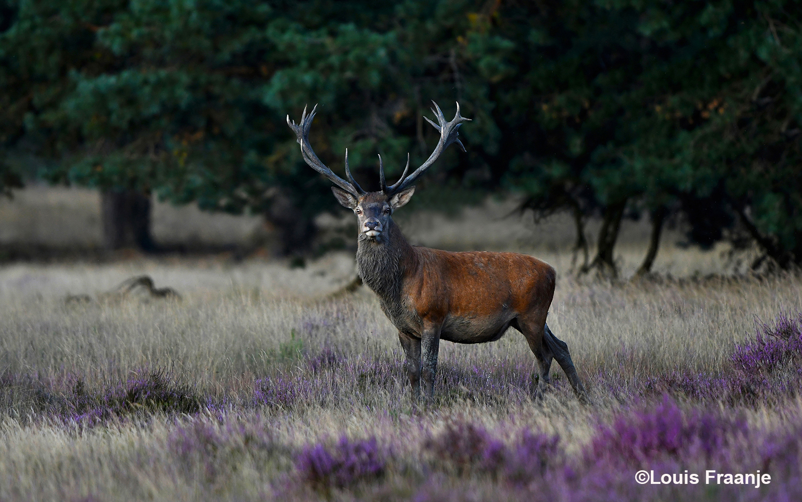 Oog in oog met een kapitaal edelhert - Foto: ©Louis Fraanje